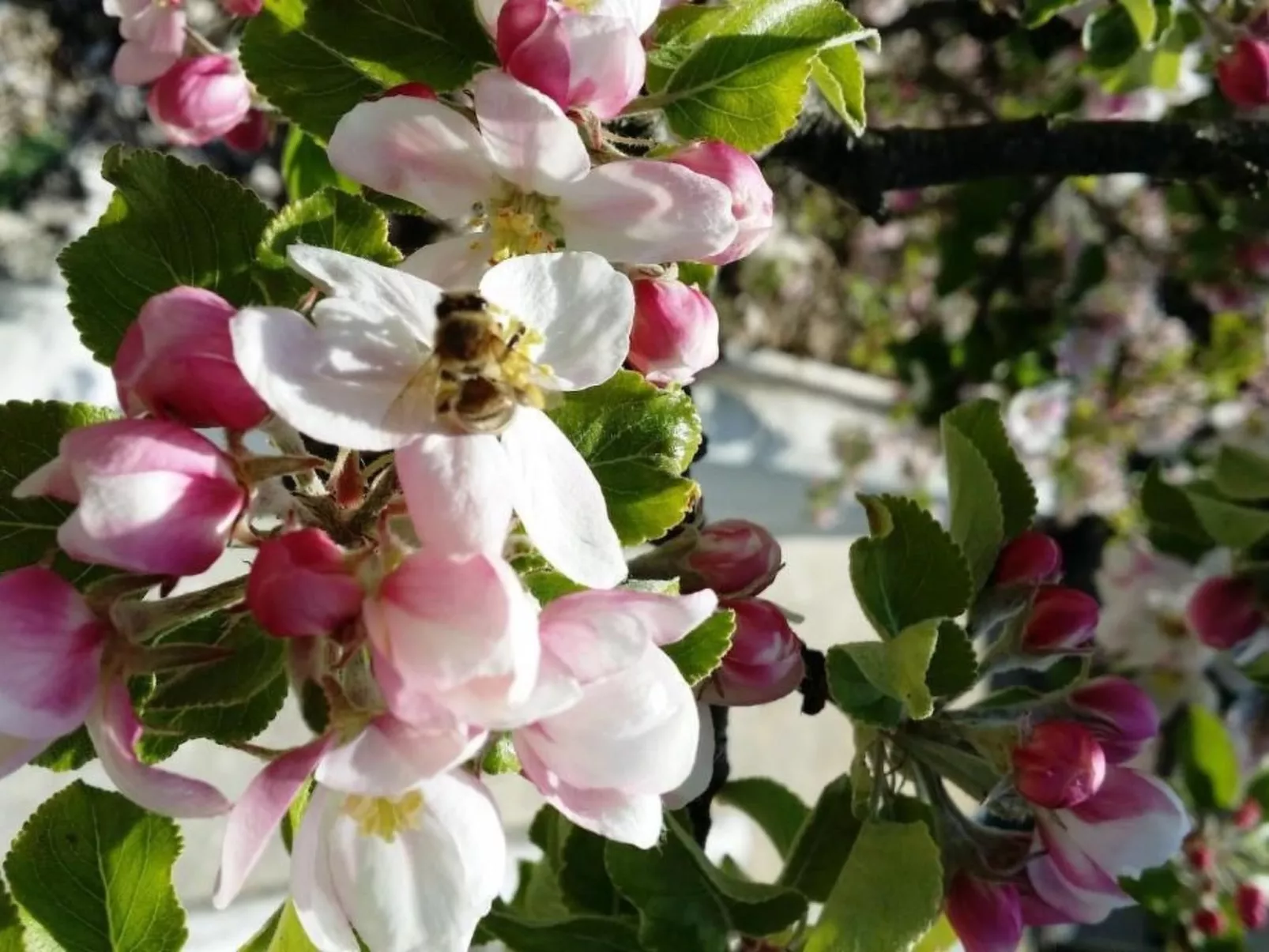 Roomantic Apartment für 4 Personen-Outside