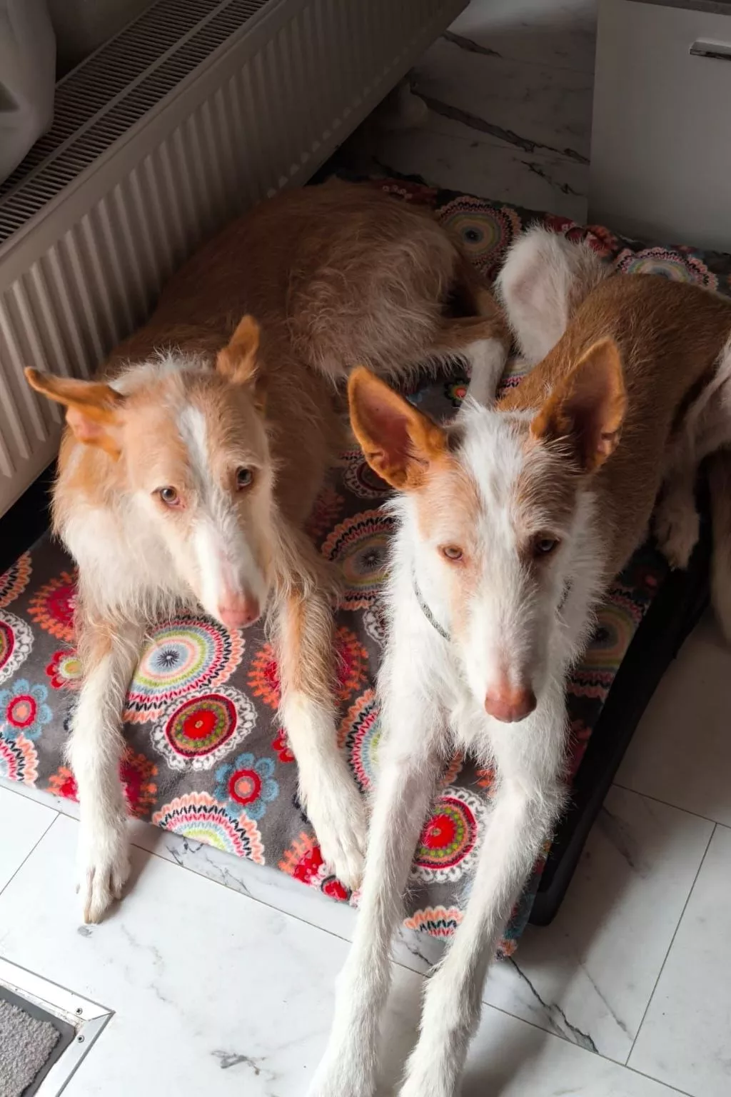 Finnhaus-Image-tags.info