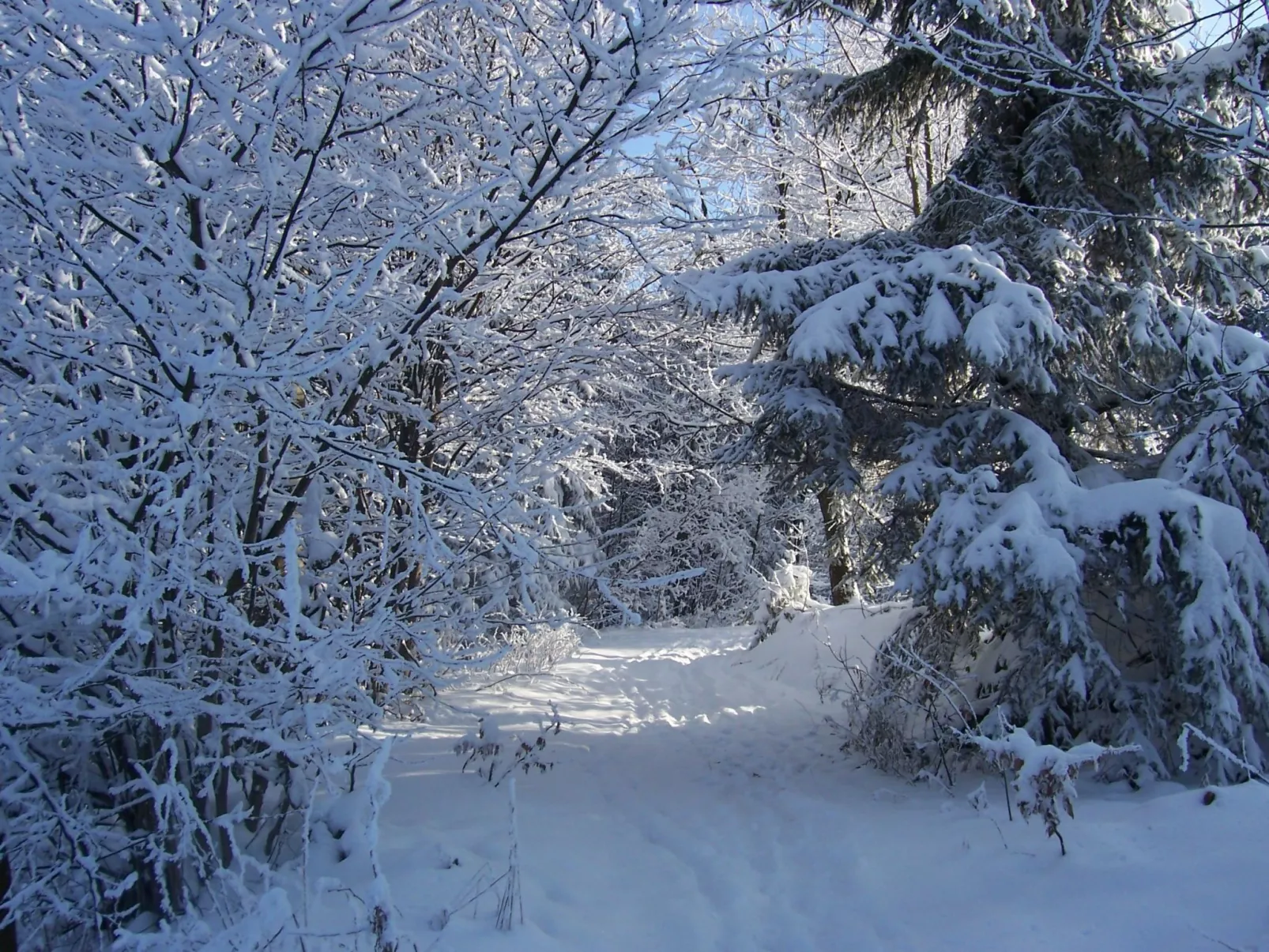 Typ B-Image-tags.info