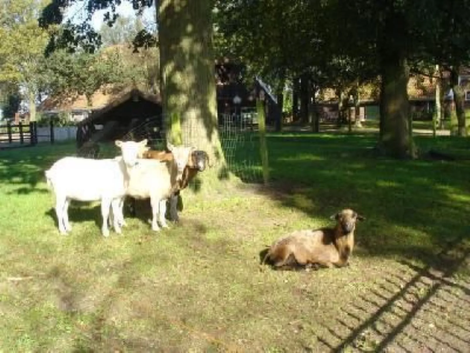 Gemütlicher Ferienhof Loosternest in Vriescheloo-Outside