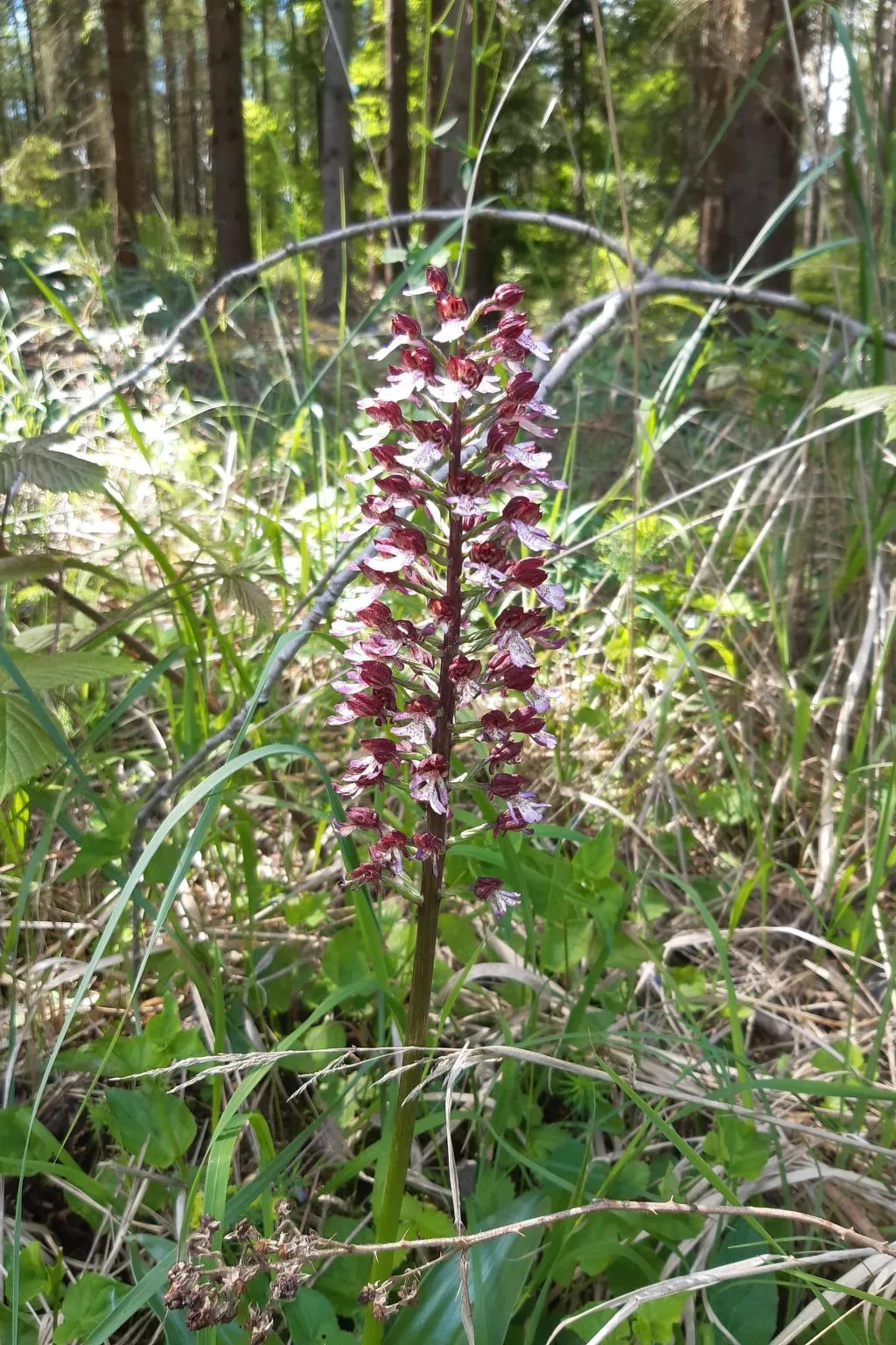 Zum Spaal-Image-tags.info