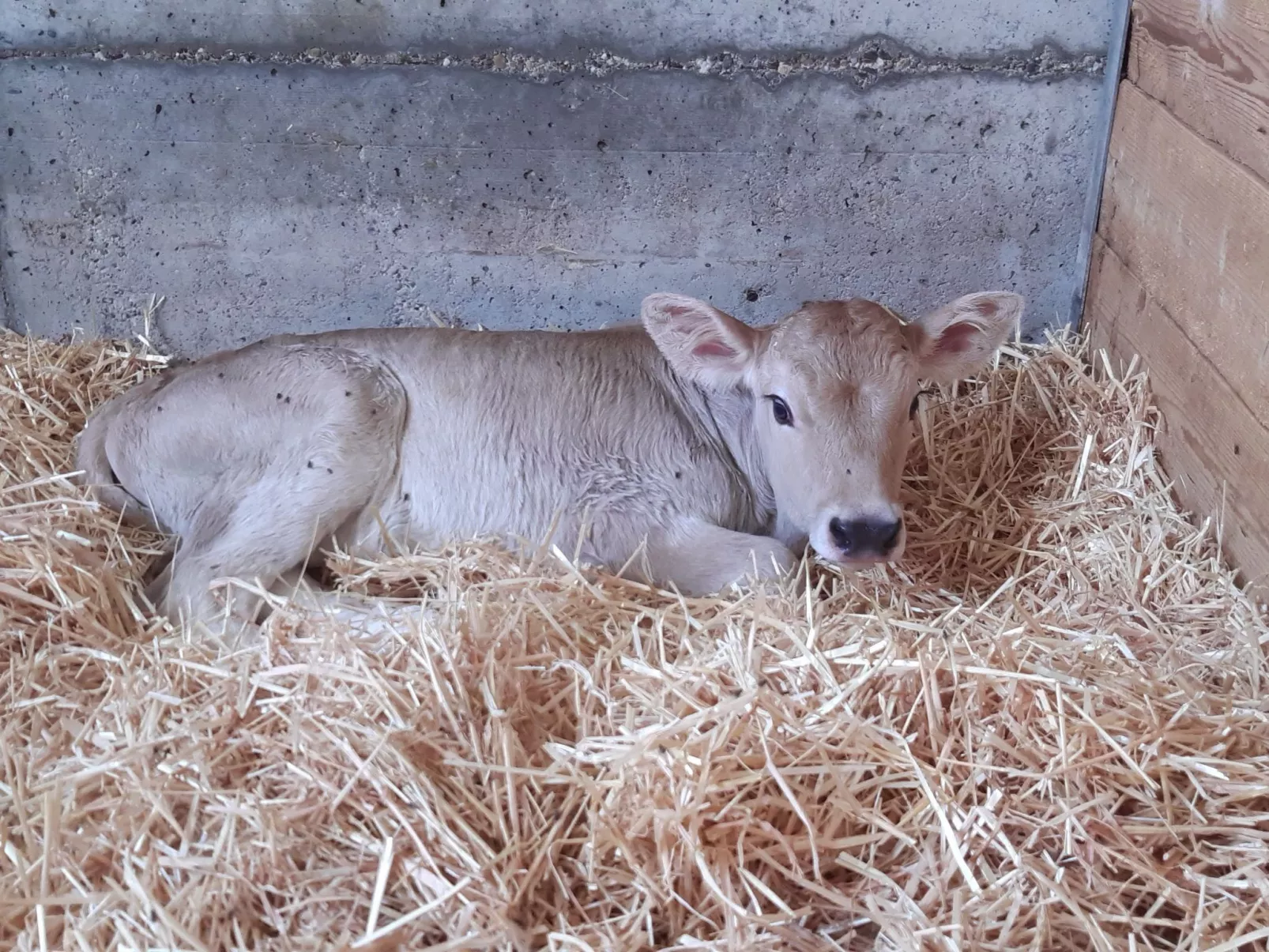 Rothornblick-Image-tags.info