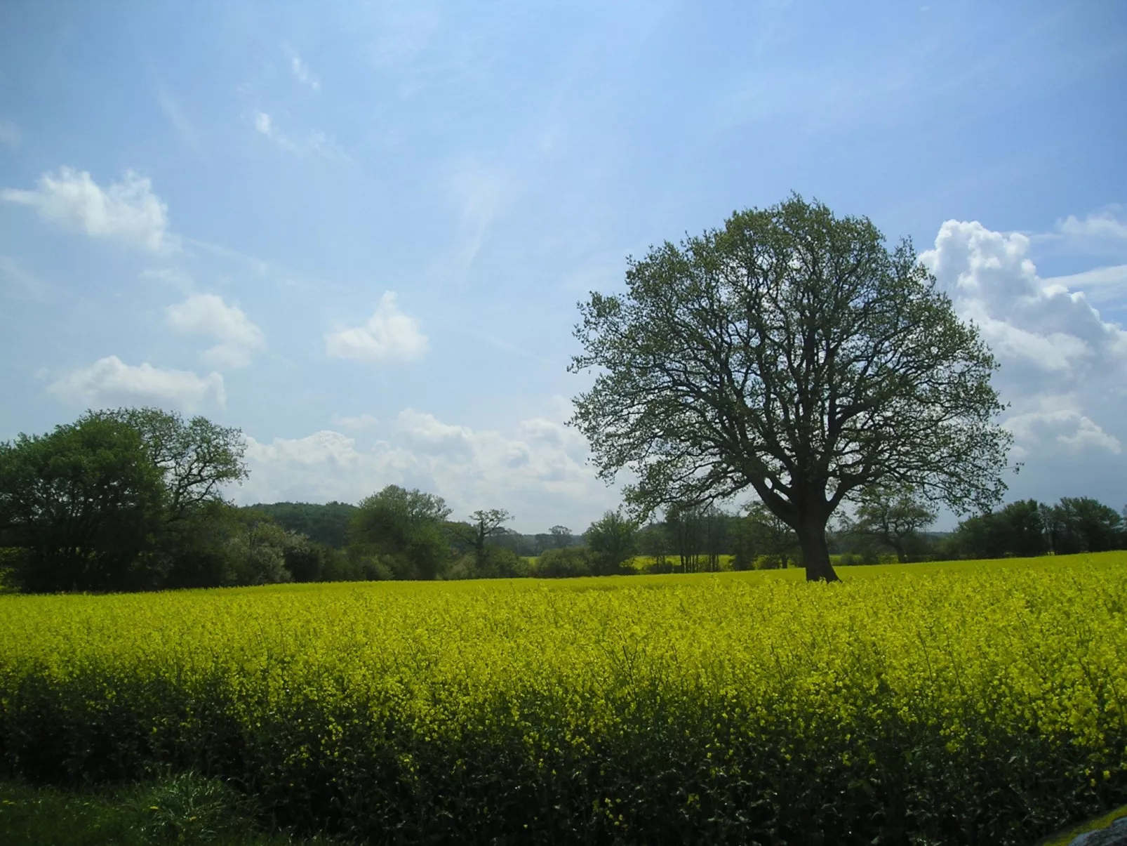 Spitzdachferienhaus mit Schwedenofen und Garten-Outside