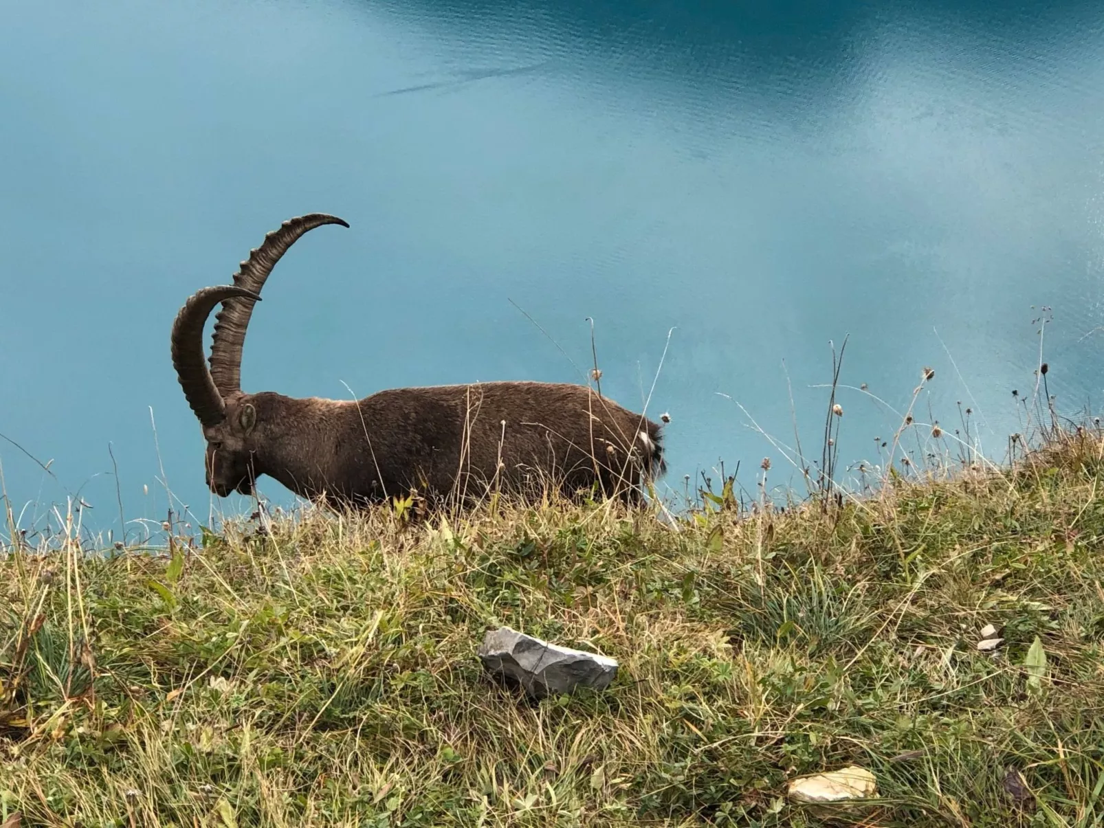 Wohnung Niesenblick-Dehors