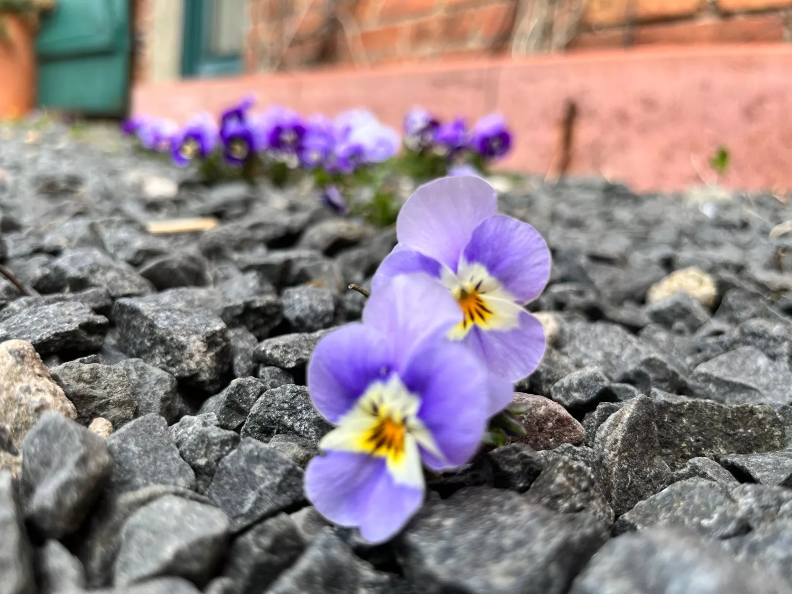 Kranich in Ummanz-Lüßvitz-Outside