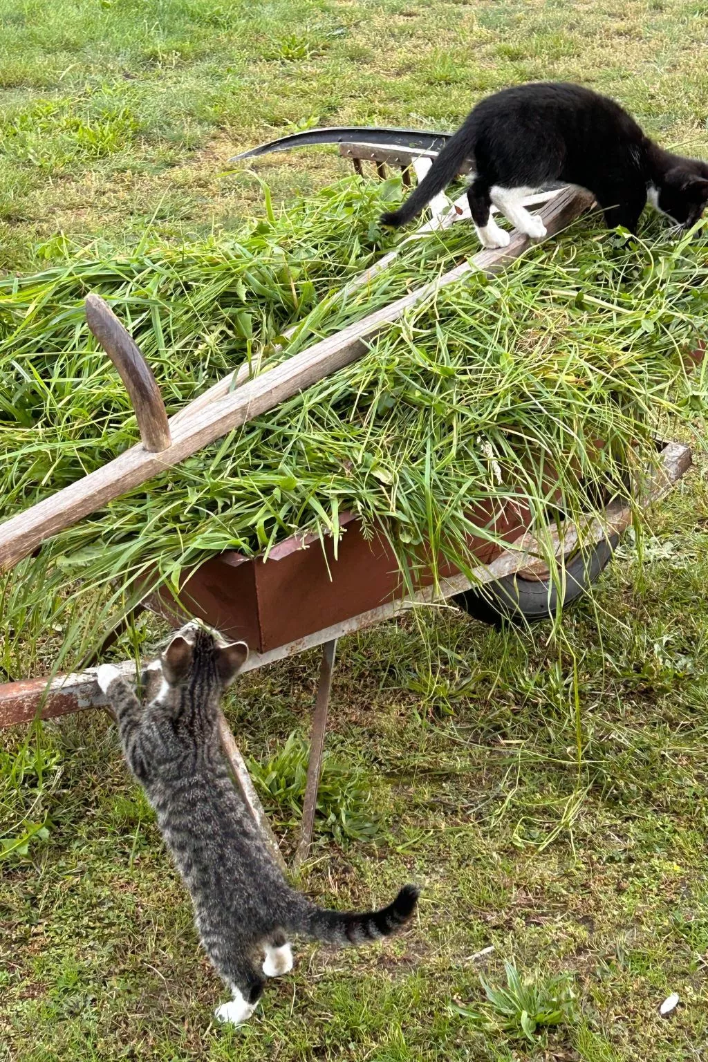 Am Schwielochsee-Image-tags.info