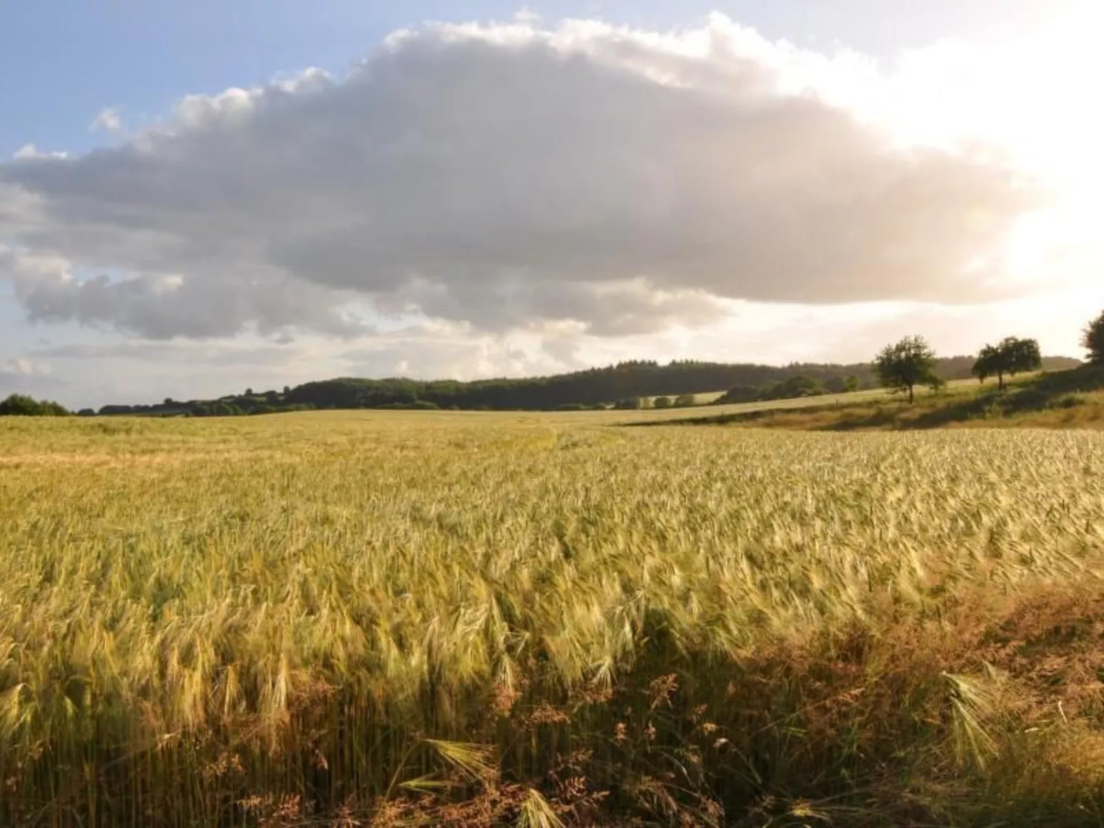 Hof Rodenkrog Fewo 1-Dehors