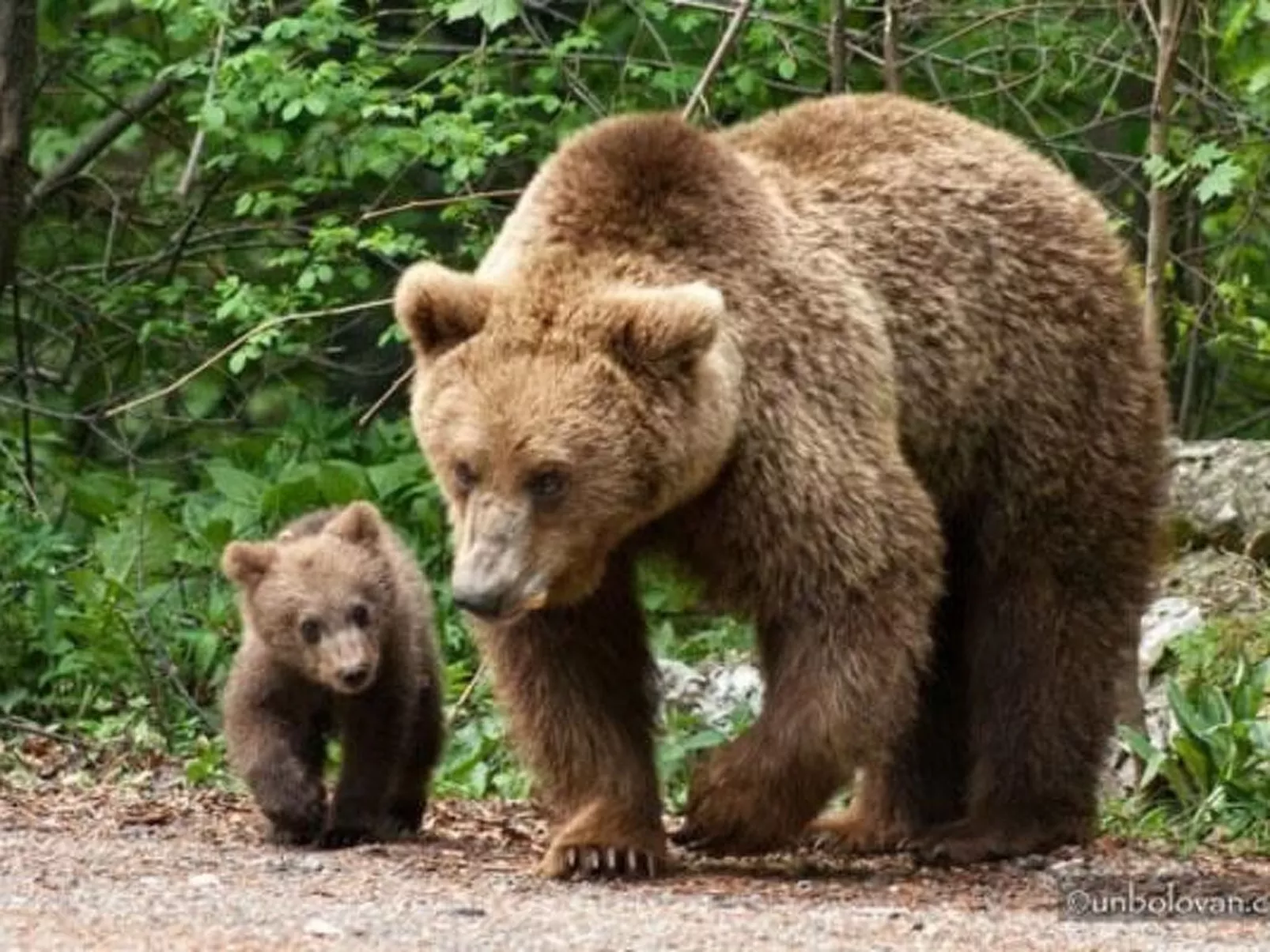 Casa Zollo - nahe den Karpaten Transsilvaniens-Image-tags.info