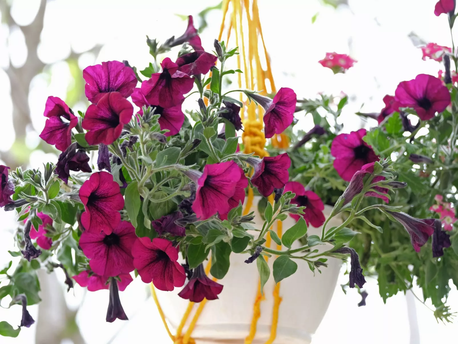 Geräumige Ferienwohnung Lavanda 4-Drinnen