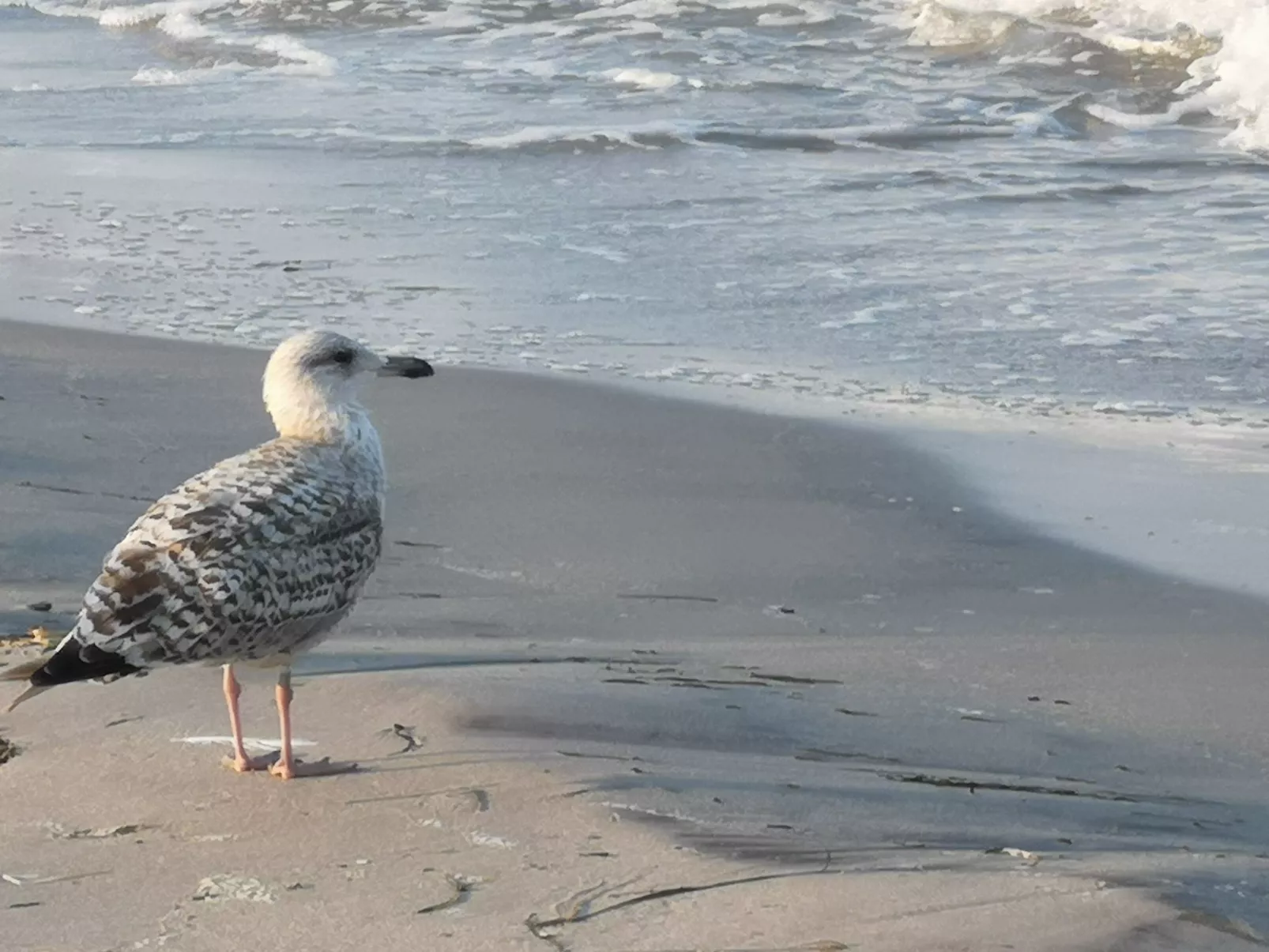 Strandhaus LEE Sauna Kamin Wlan-Dehors