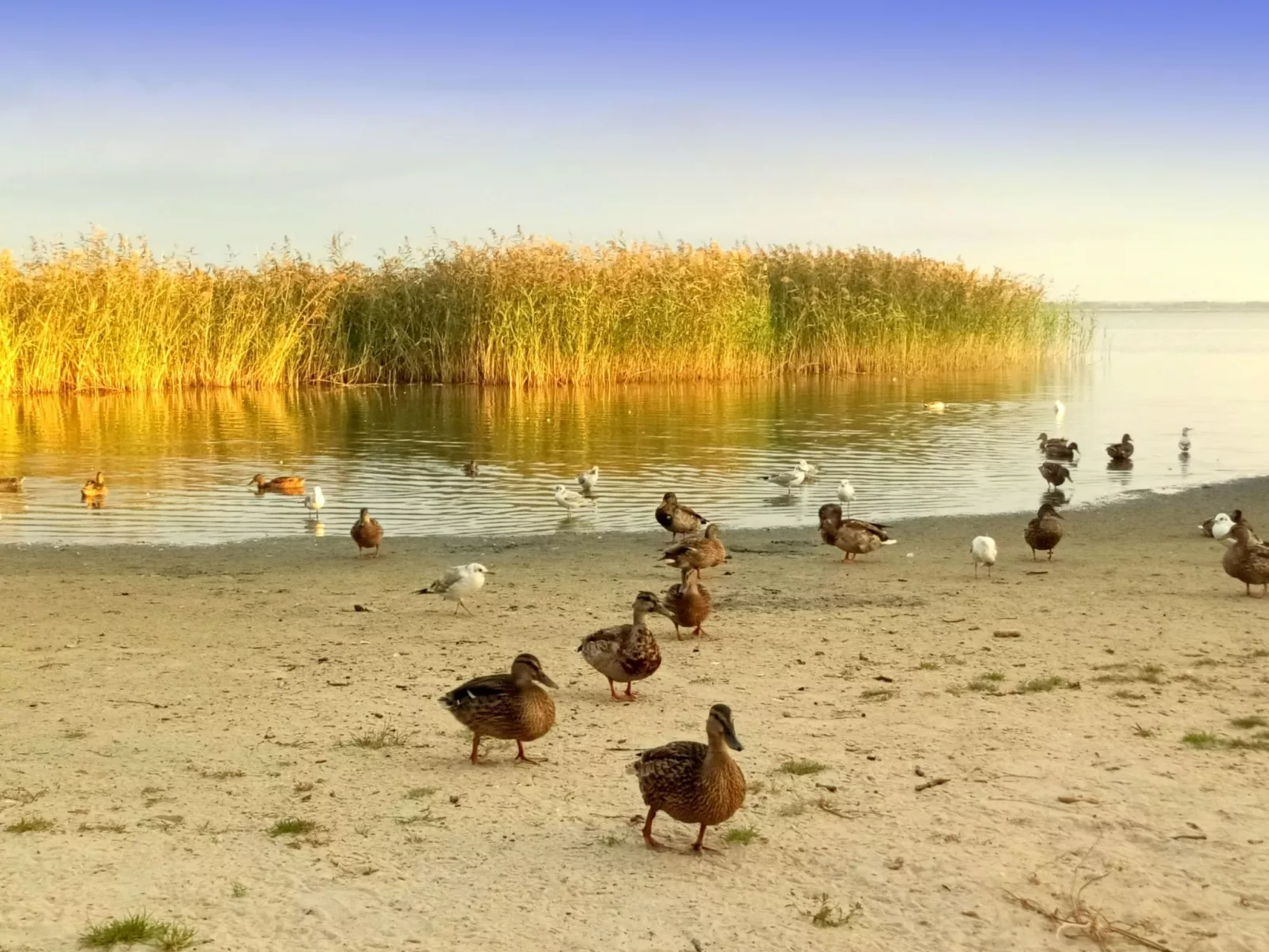 "Paradise Star Bobolin"-Outside