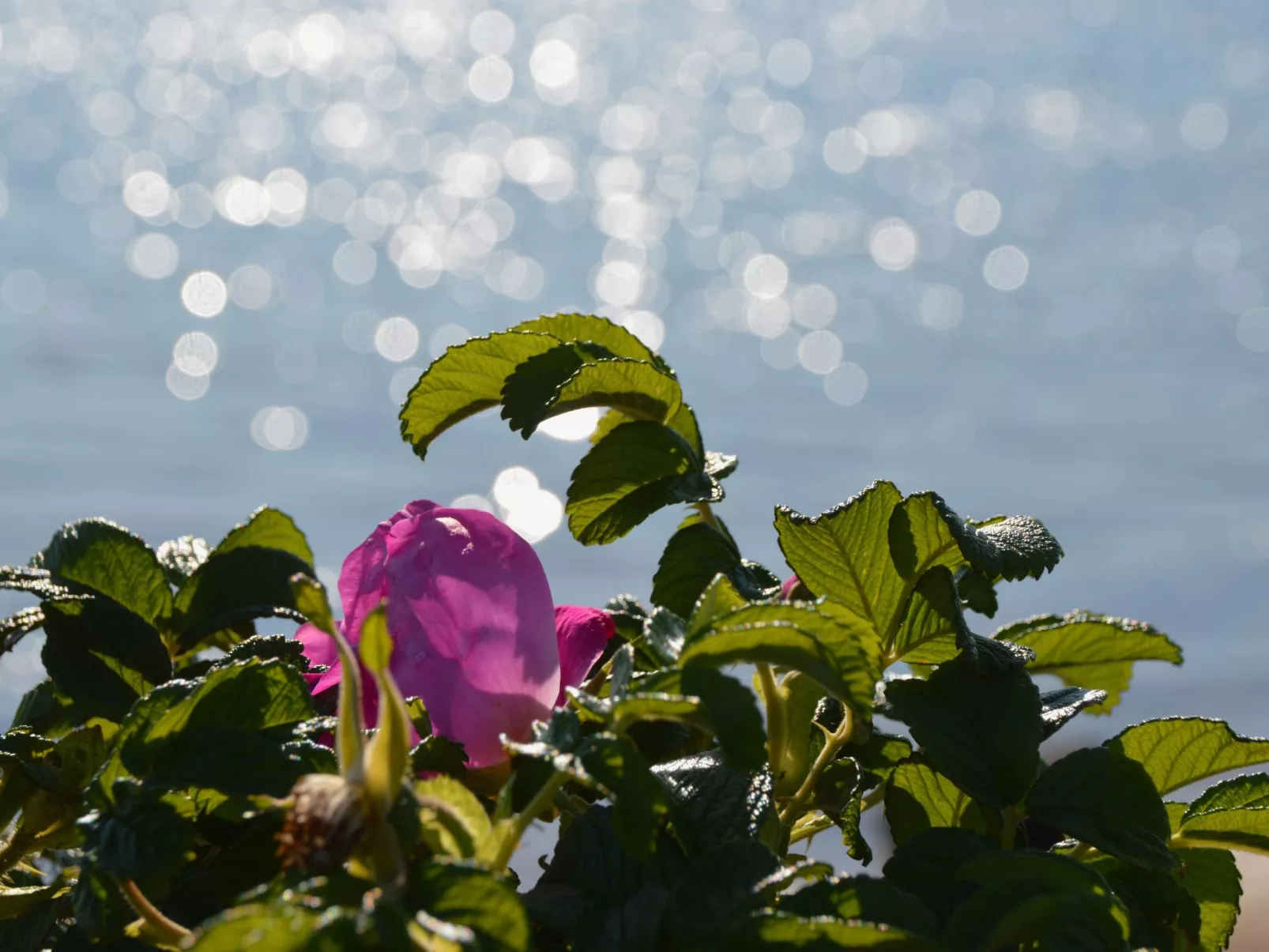 La mer im Marina Strandresort Heiligenhafen-Outside