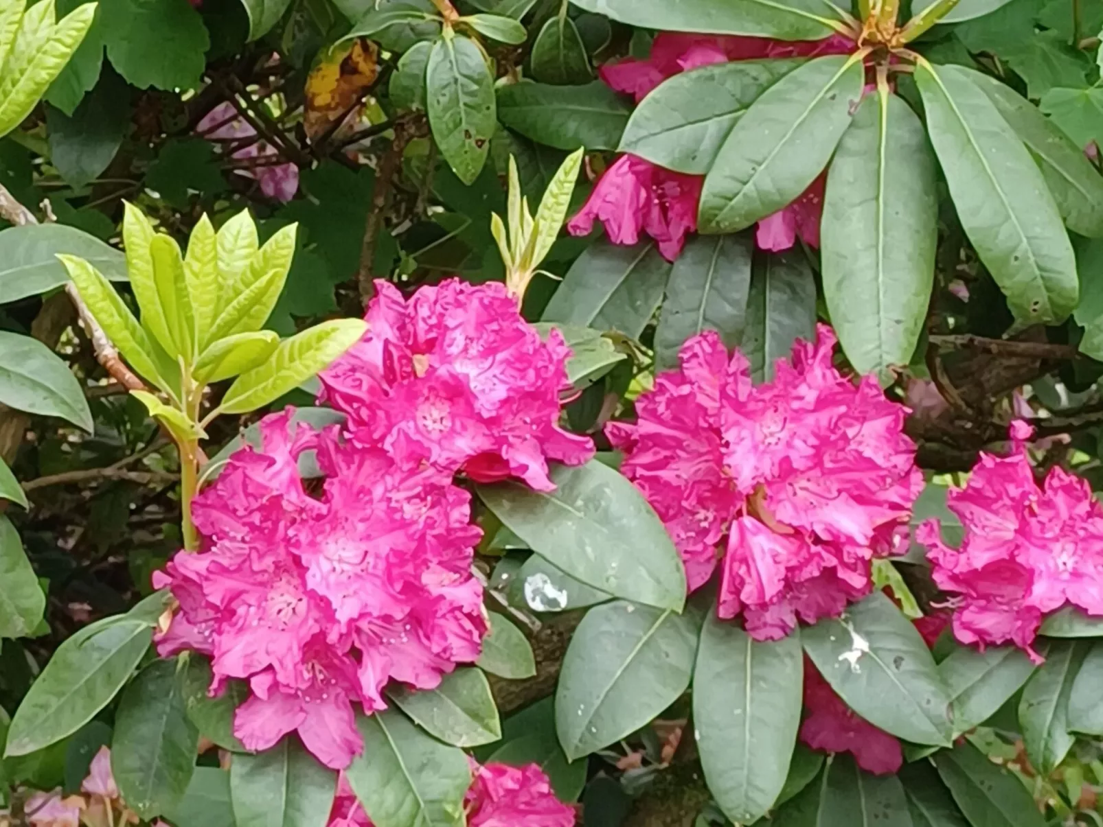 Burgi EG Hahnenklee-Dehors