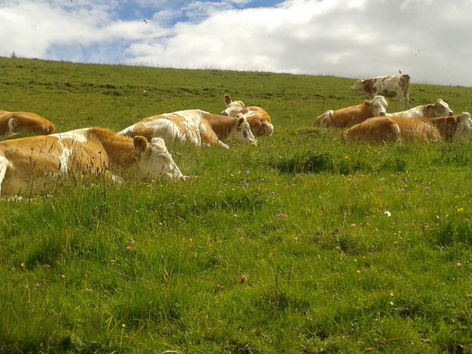 Freistehendes Ferienhaus in idyllischer Lage-Outside