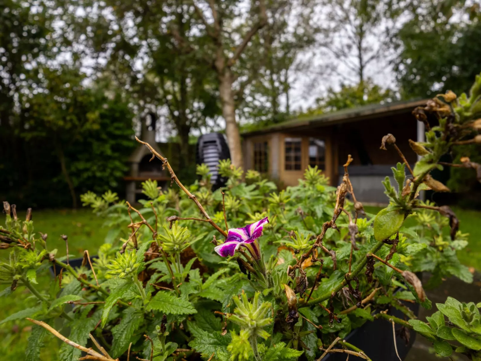 "Ferienhaus mit Jaccuzi"-Draußen