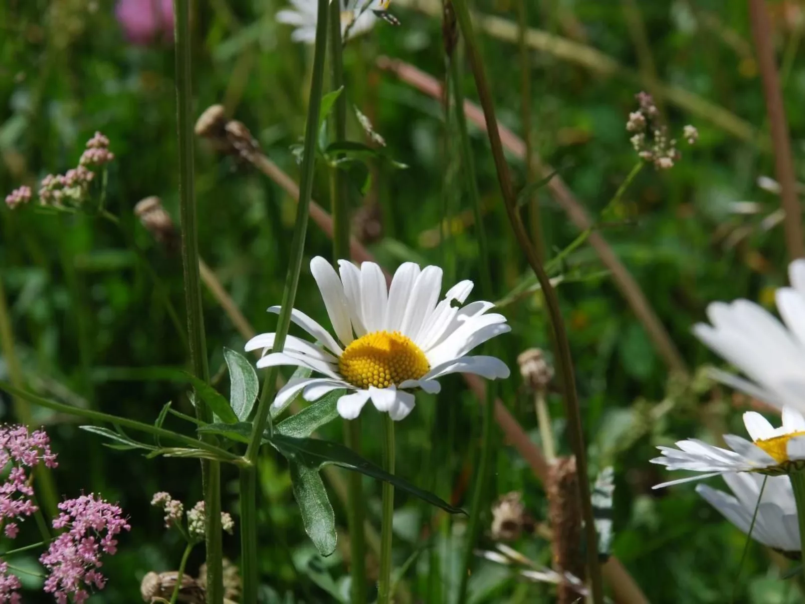 Chesa Arnica A1-Outside