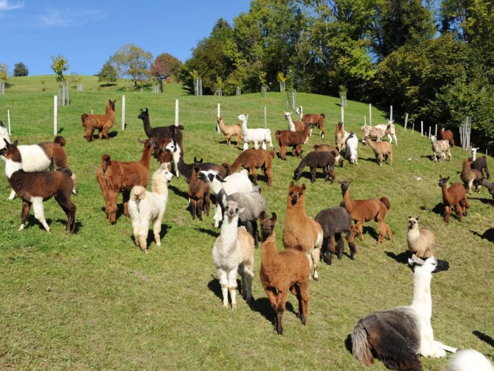 Holzhaus auf Lamahof-Outside