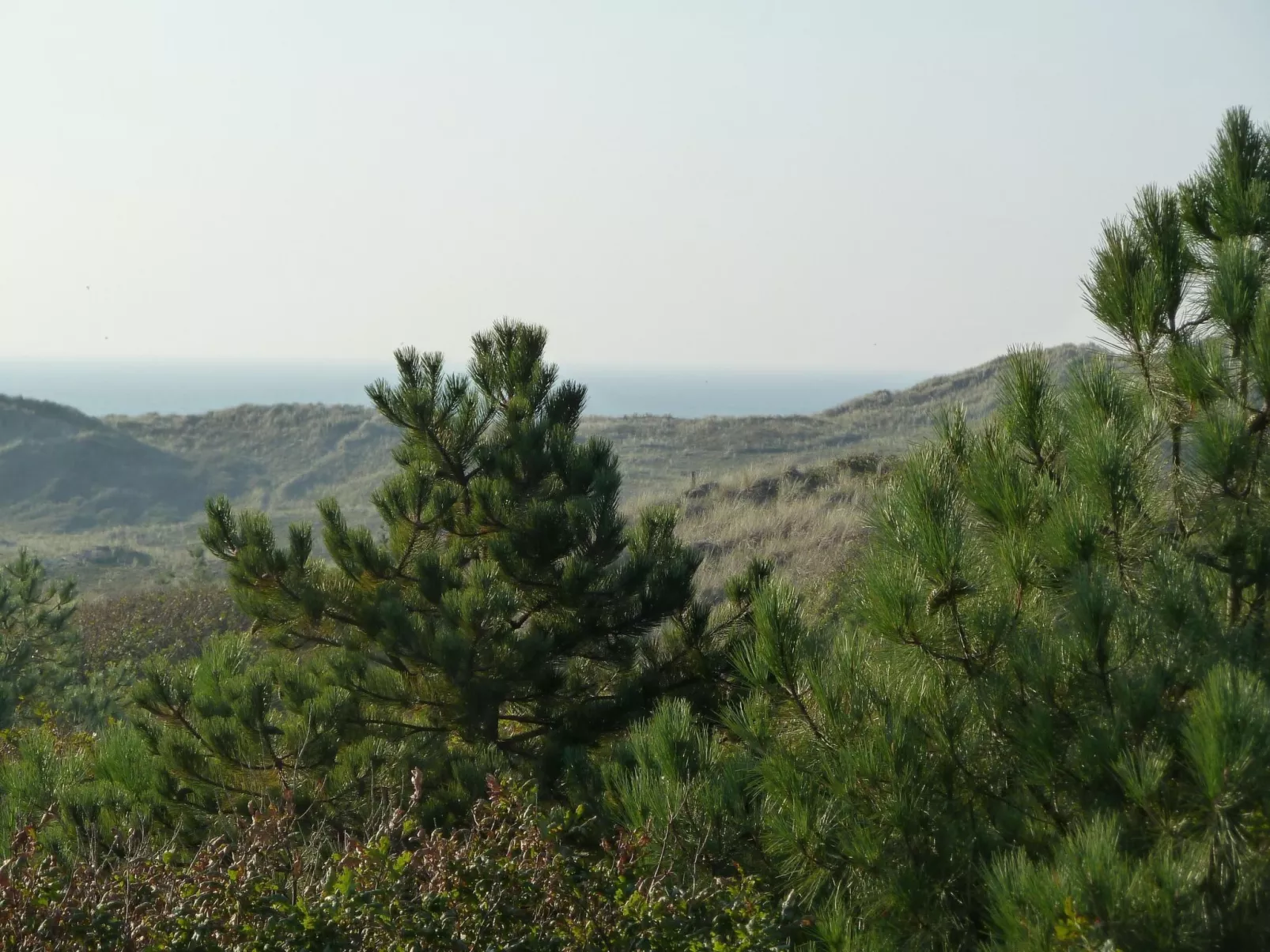 Lisakowski-Dorn-Dehors