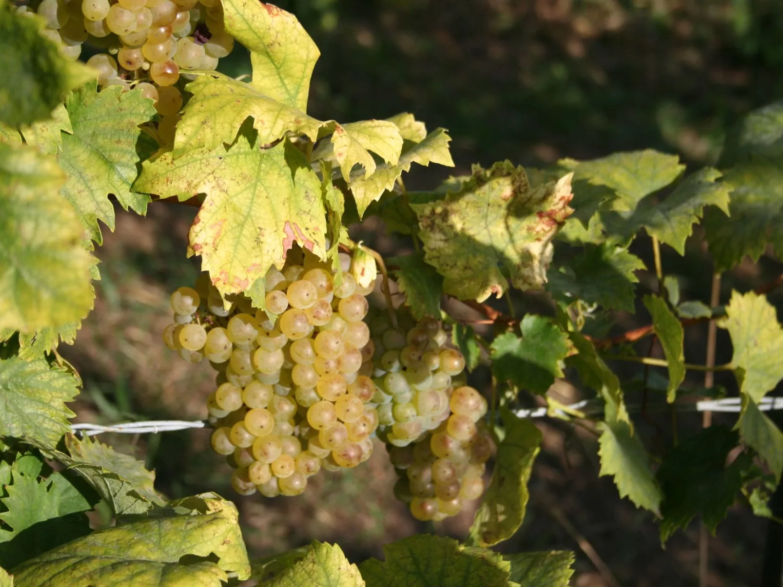 Rebenchalet-Image-tags.info