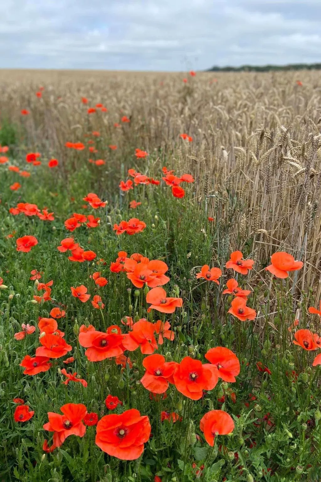 Charmante normannische Ferienwohnung Les chataigniers 2 Zimmer-Outside