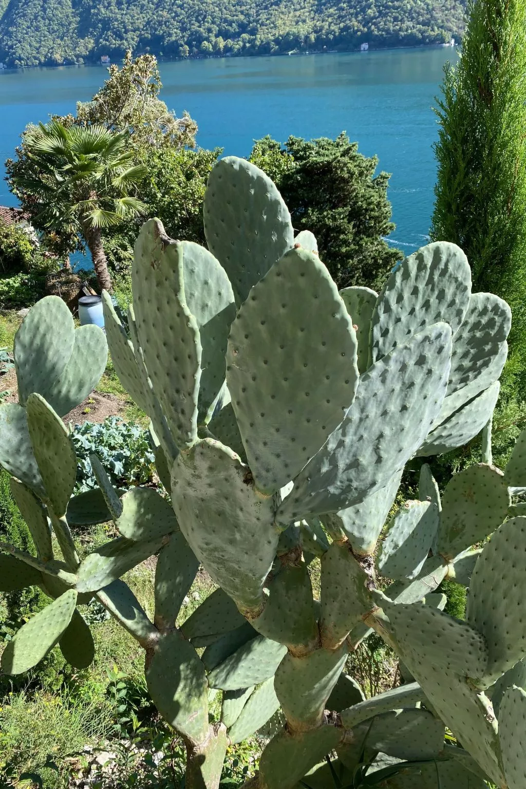 Gartenwohnung im Tessin mit Swimmingpool-Outside