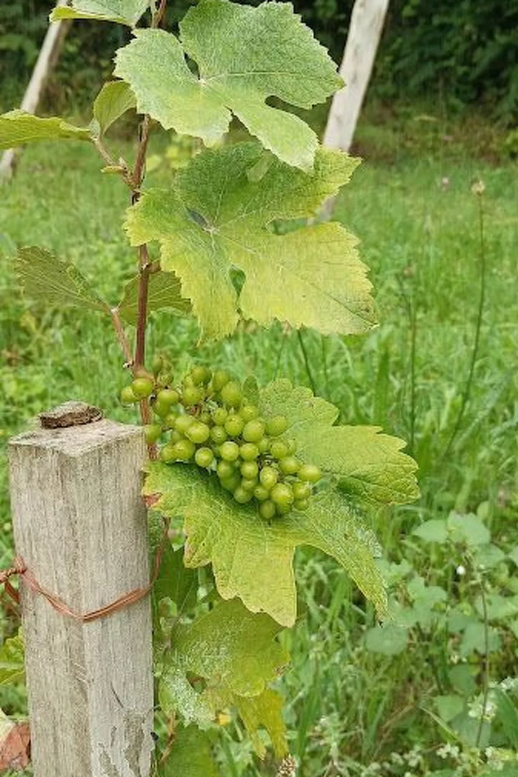 Die Domaine de Kerampape-Image-tags.info