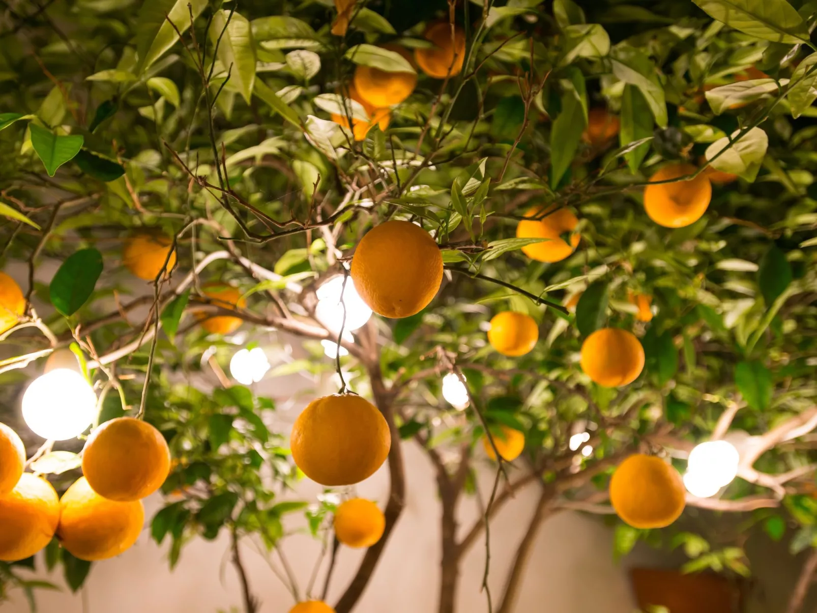 Diamante beachfront suite B-Draußen