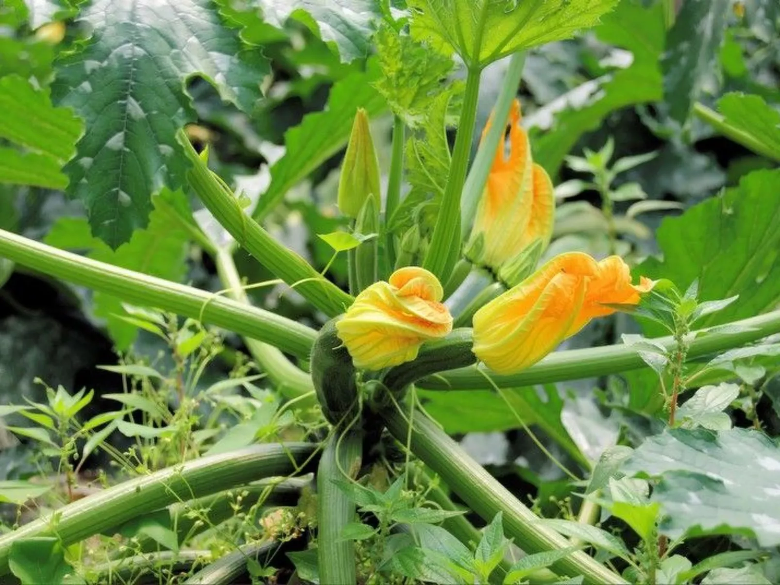 Schöne Wohnung in Venedig mit Garten und Grill-Image-tags.info