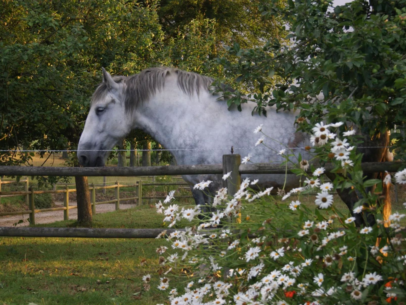 Charmante normannische Ferienwohnung les chataigniers 3 Zimmer-Outside