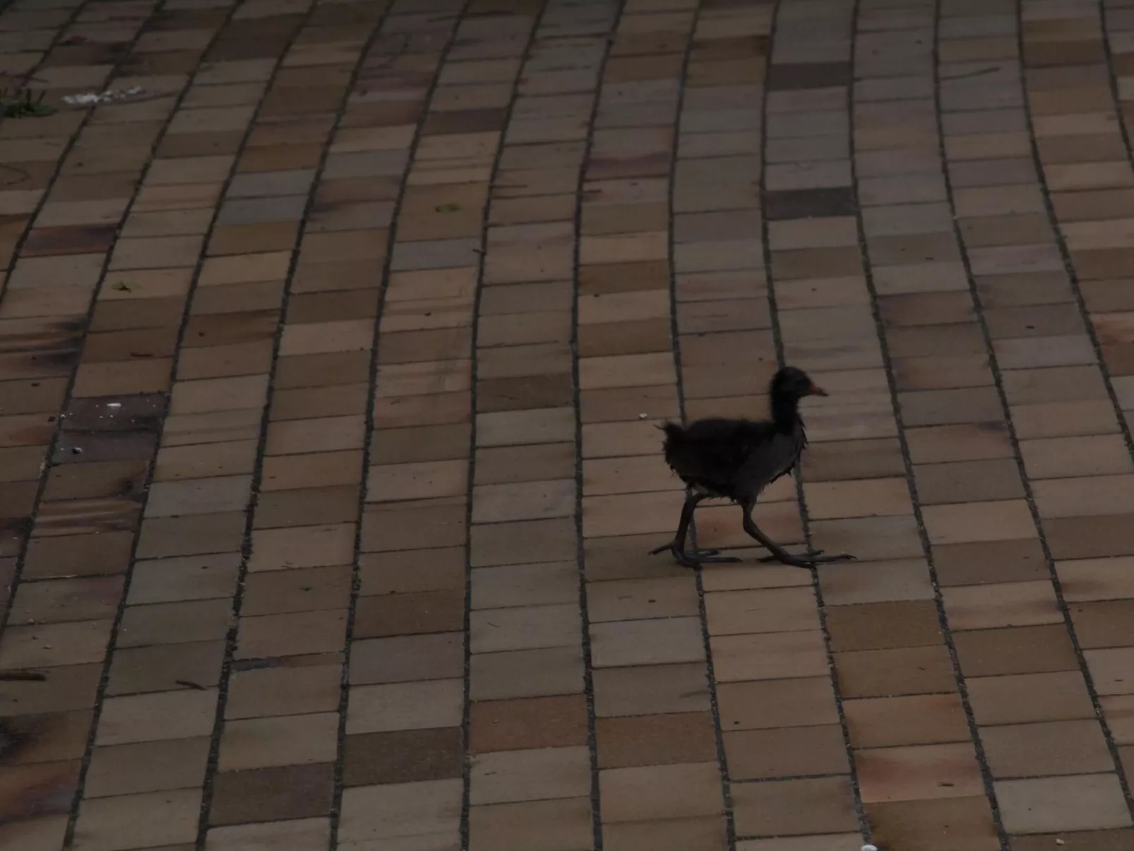 Rosalie - Ruhig - Zentral - Hochwertig-Outside