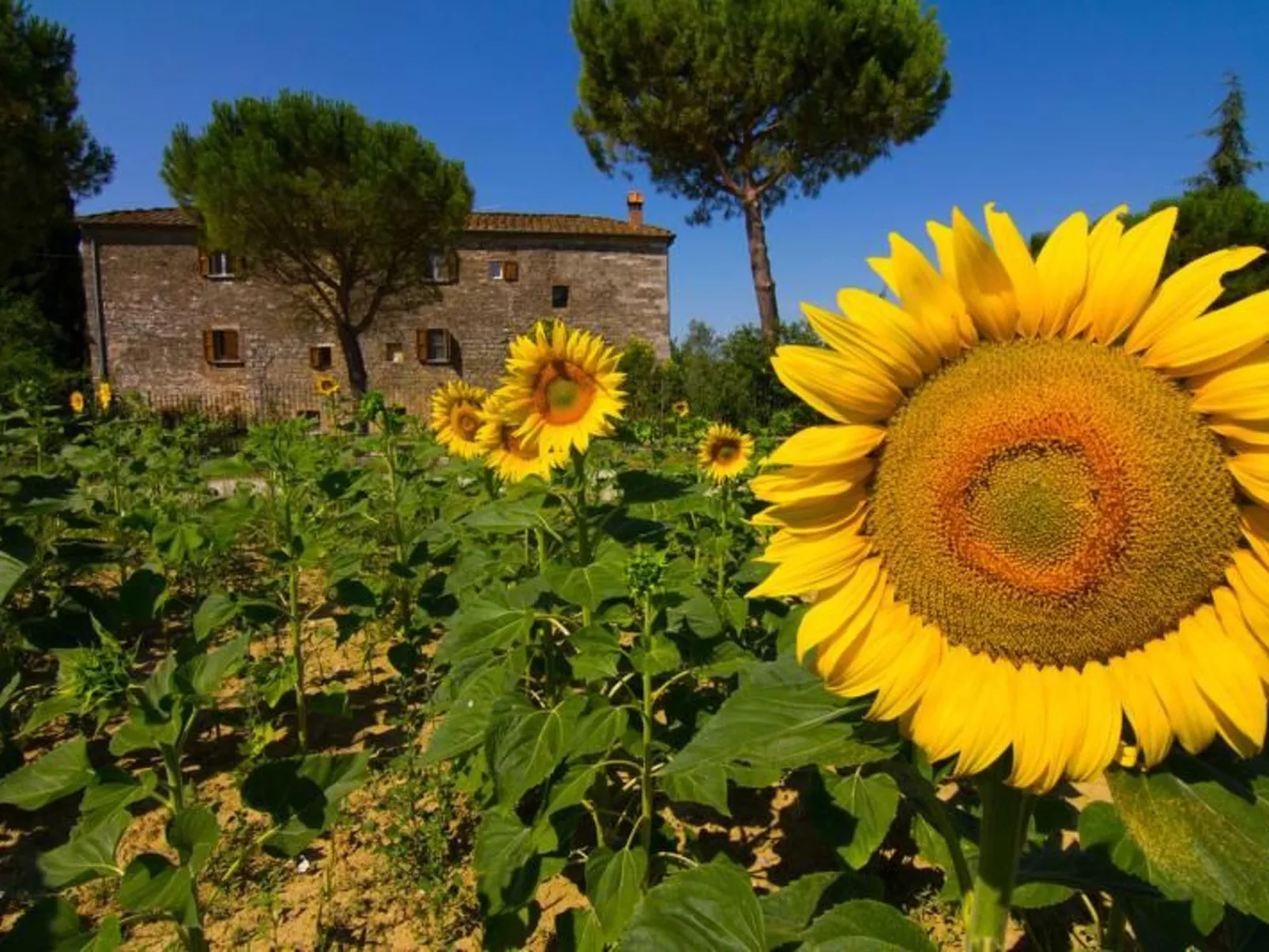 'Molinello albicocco'-Outside