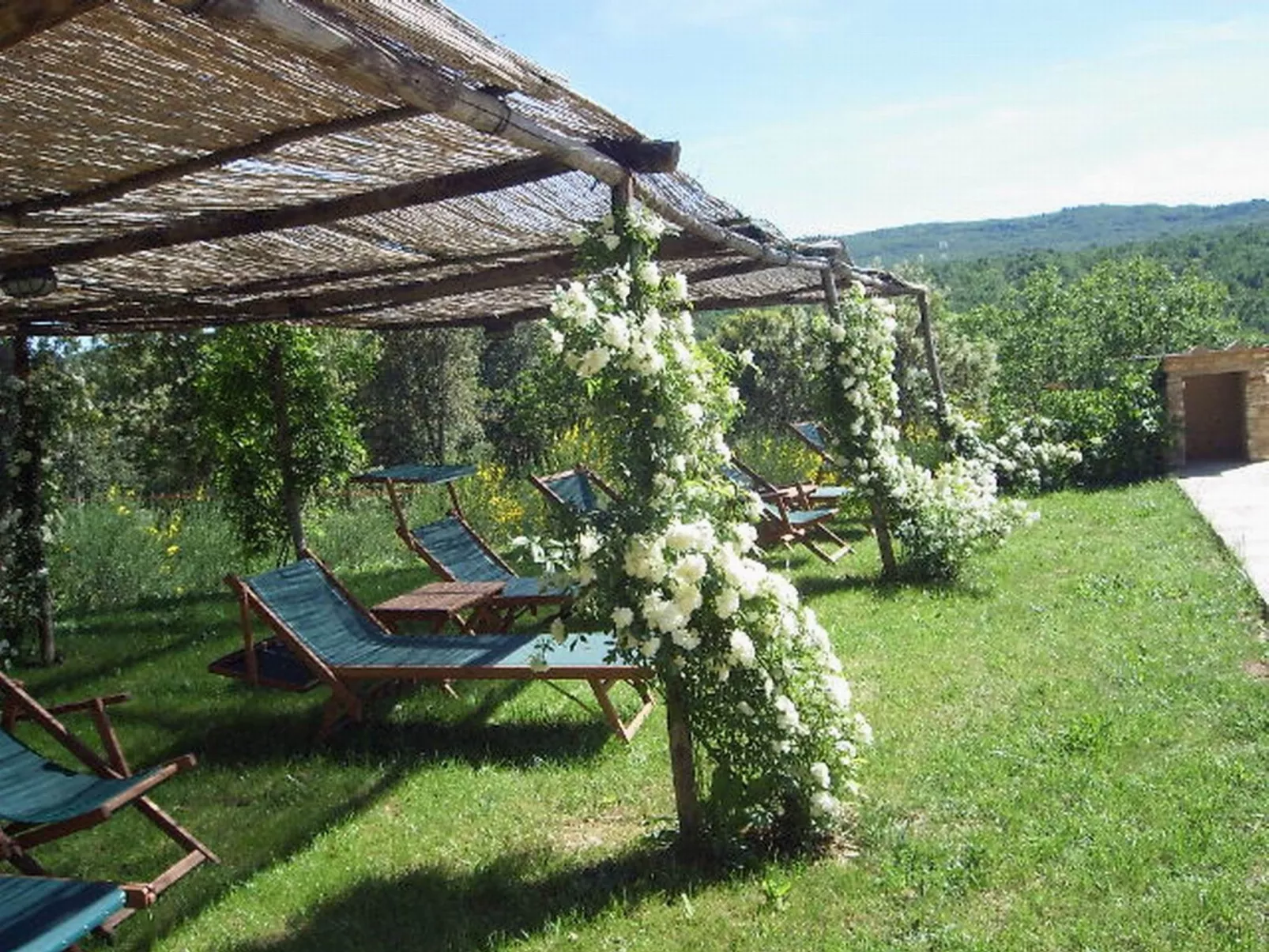 Maskendickkopf-Gimpel-Draußen