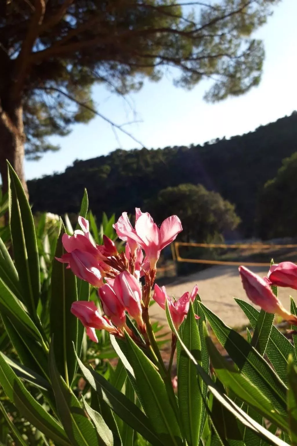 Jolie-Image-tags.info