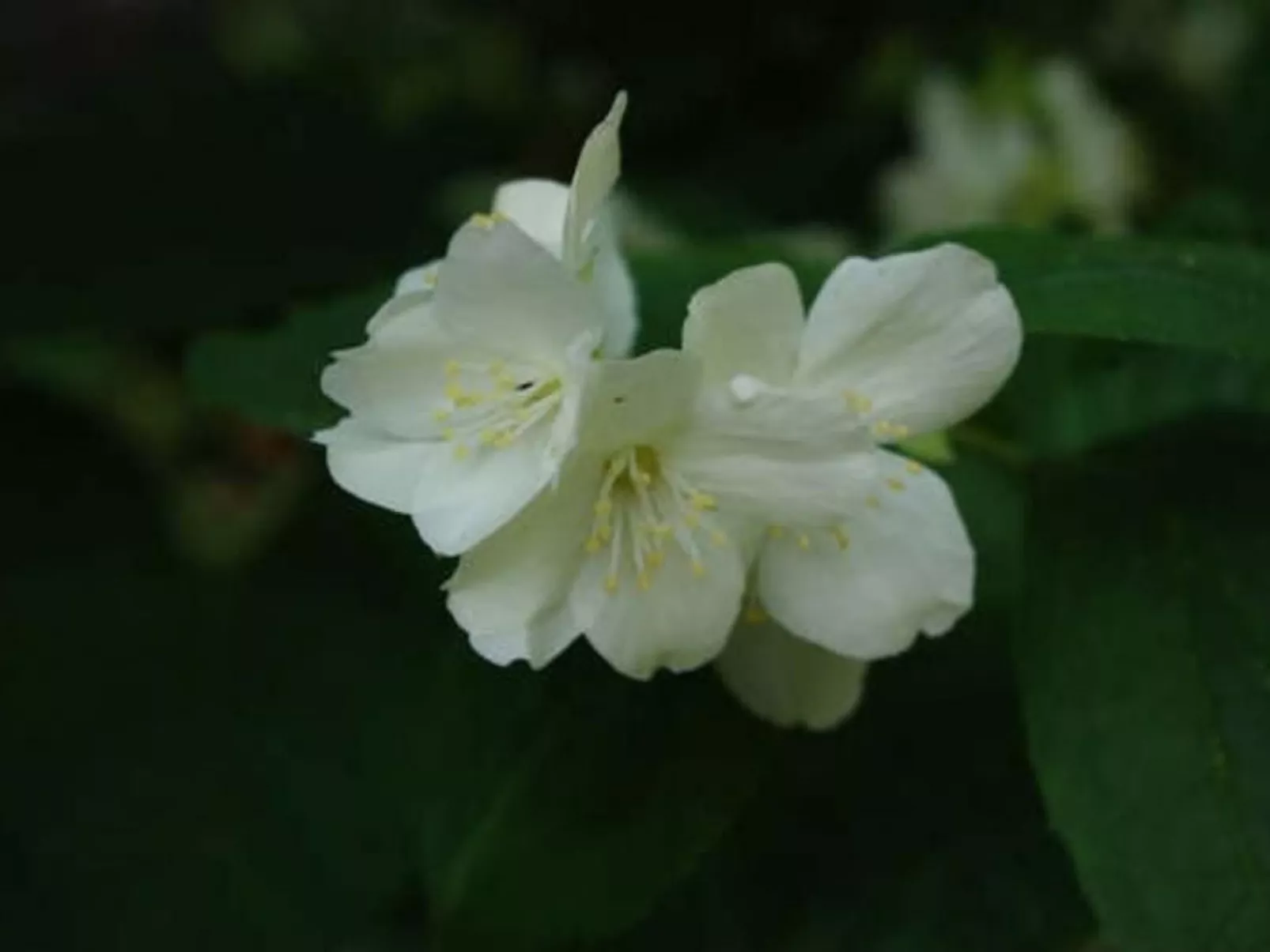 Rosa' Wohnung mit privatem Garten-Draußen