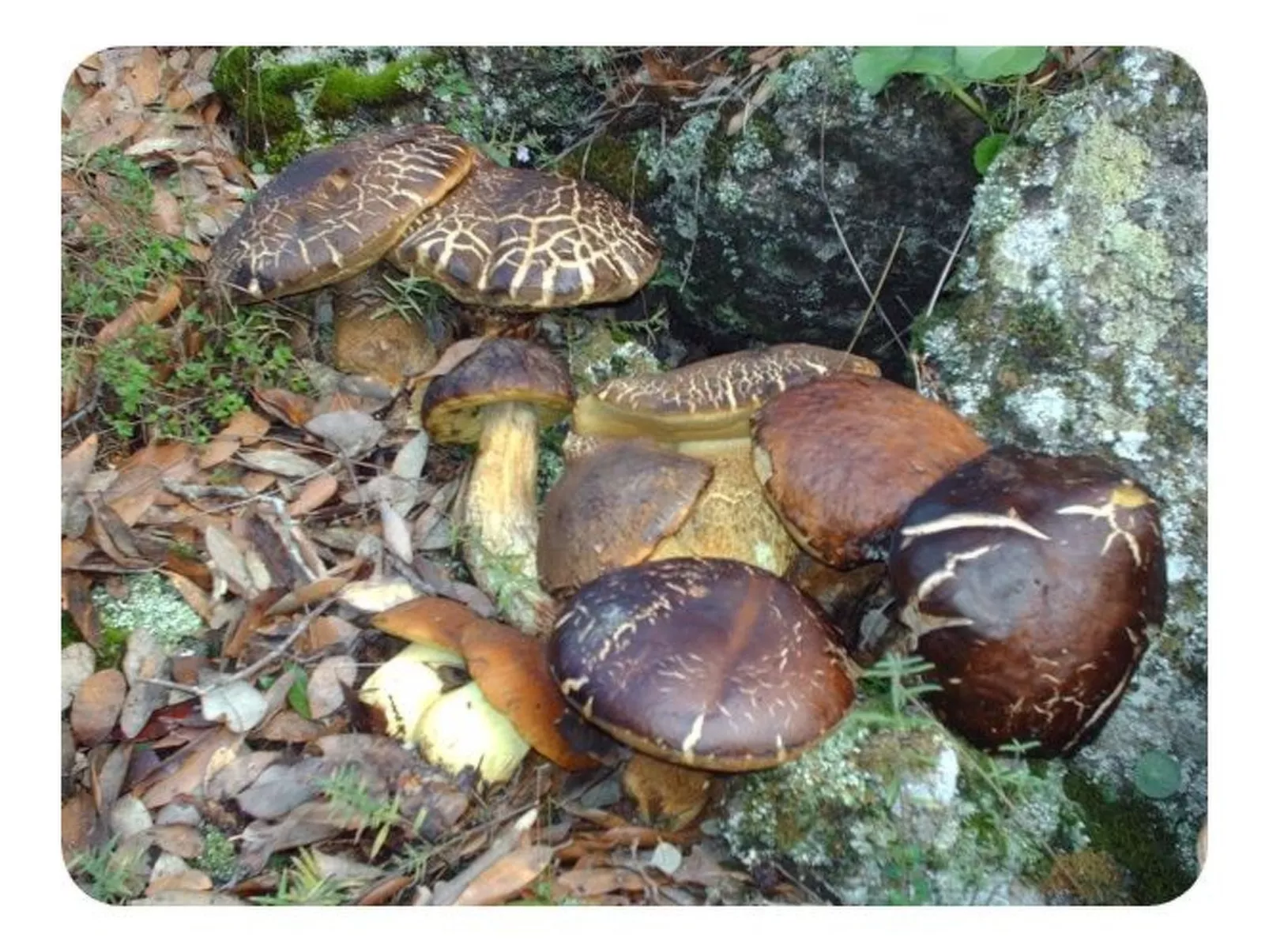 Don Diego-Image-tags.info