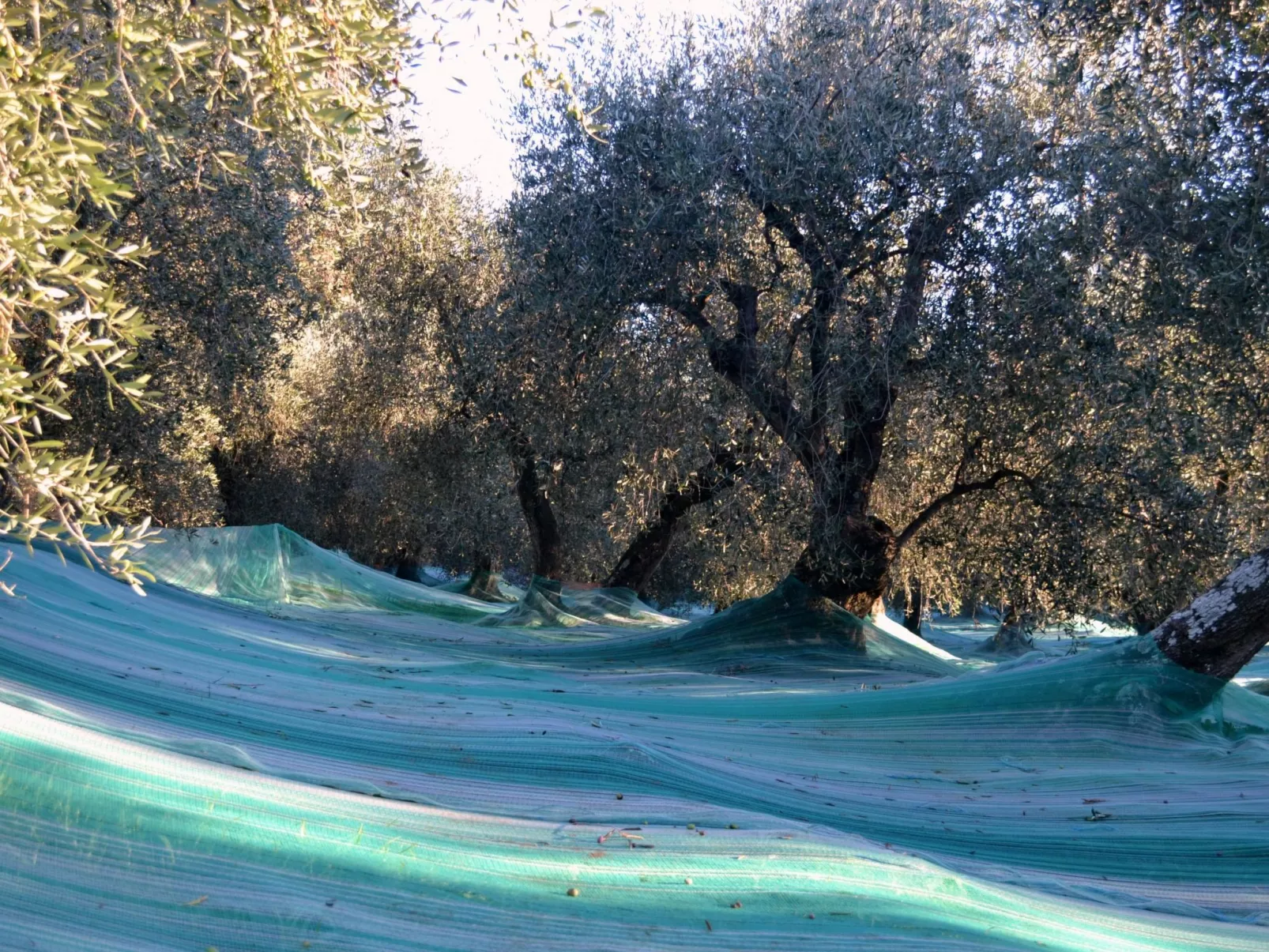 In Diano San Pietro-Dehors