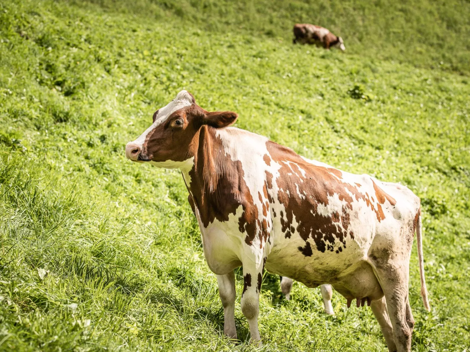 Lärche-Image-tags.info