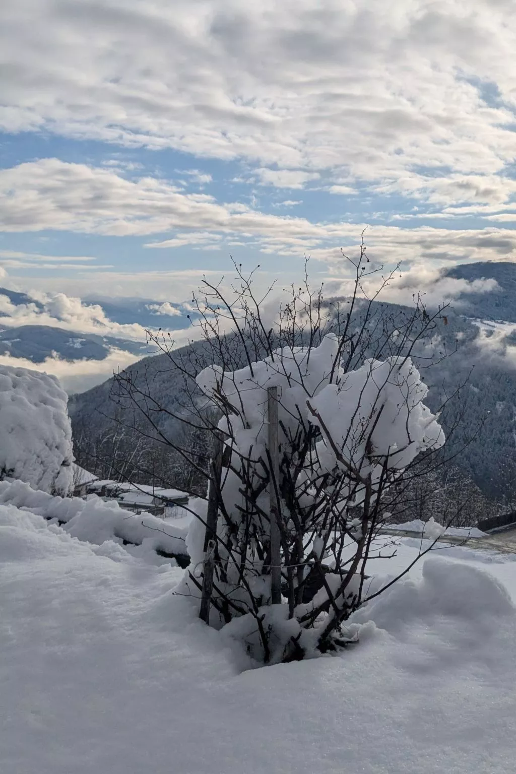 App. Haselstaude-Outside