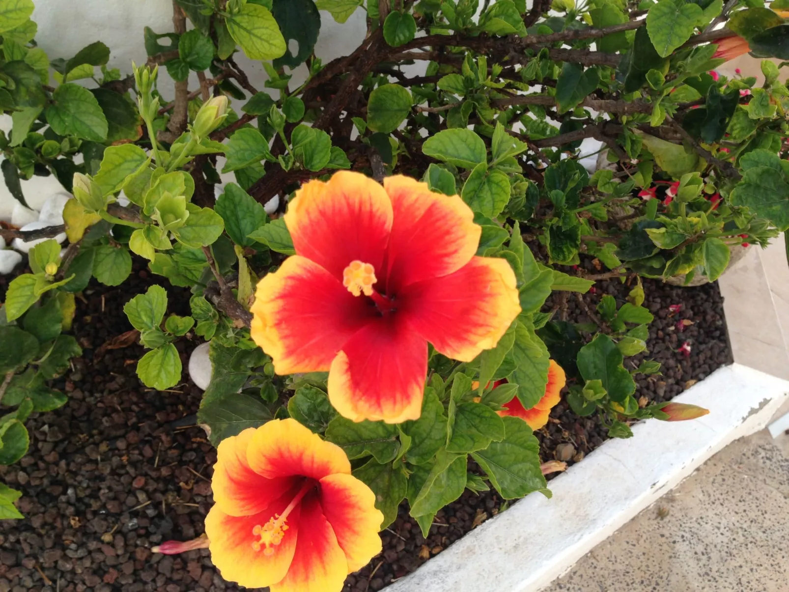 "Jandia" mit Wasserblick-Outside
