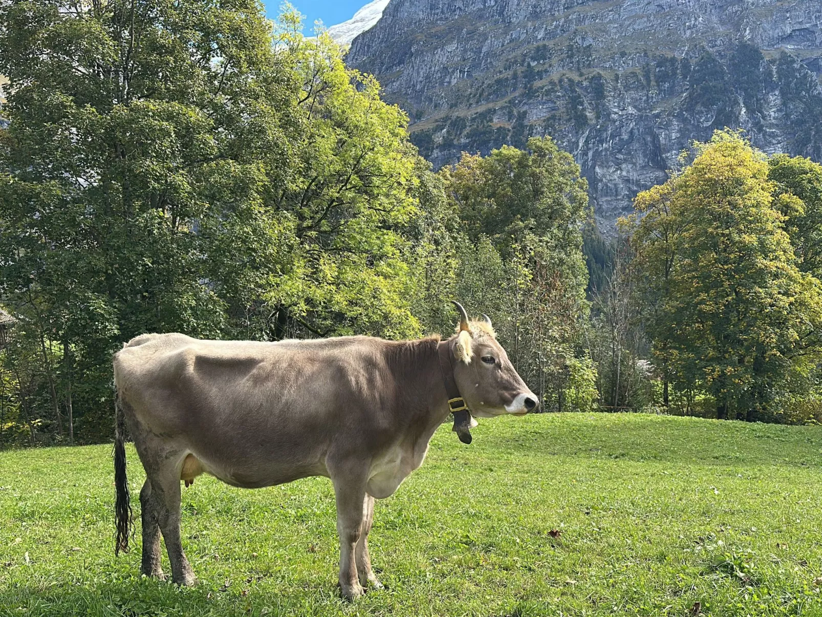 Chalet Wieseli-Draußen