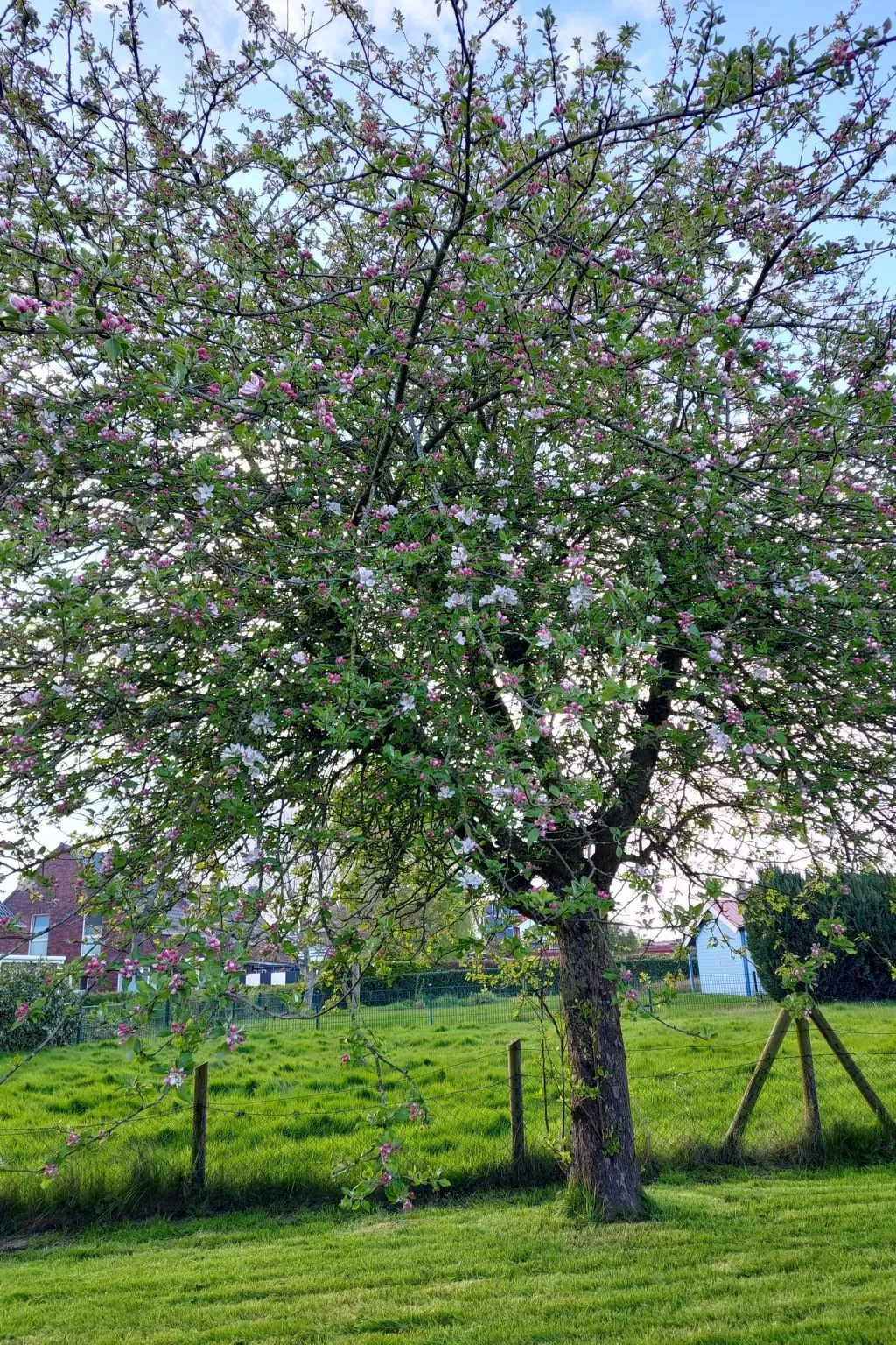 Wattwurm in Fedderwardersiel-Outside