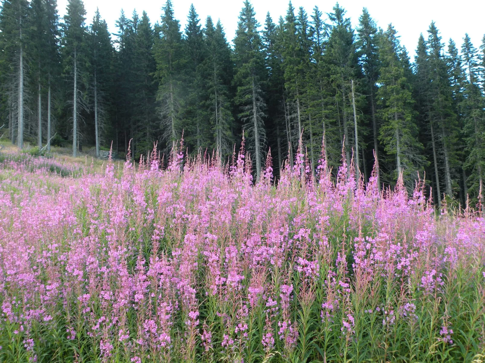 Modernes Ferienhaus in Granitzen mit Grill-Dehors