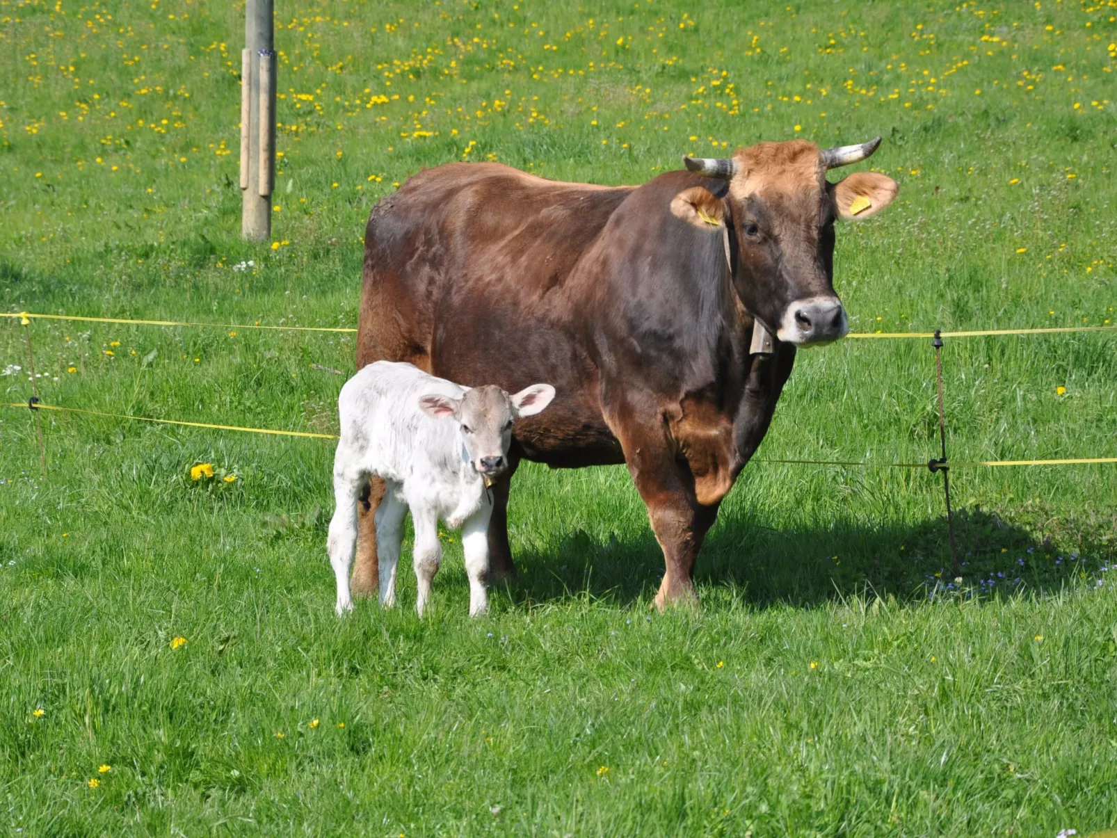 Hof Sagenmattli-Dehors