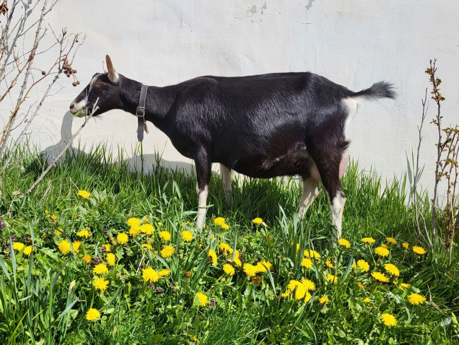 Hof Gross Gada-Dehors