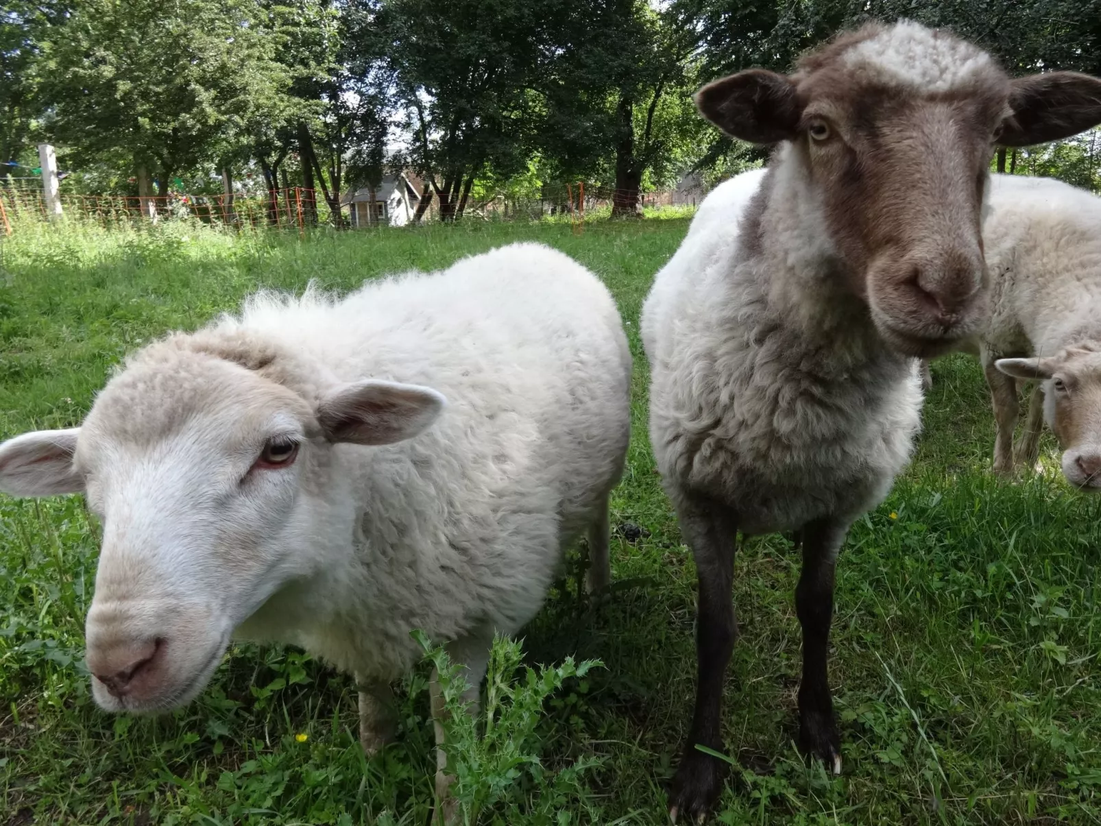 Pastor Becker-Dehors