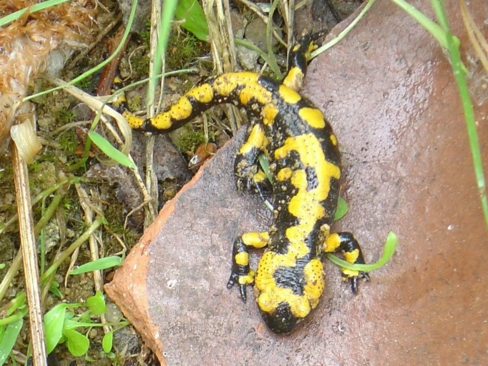 Fewo Altes Schulhaus-Dehors