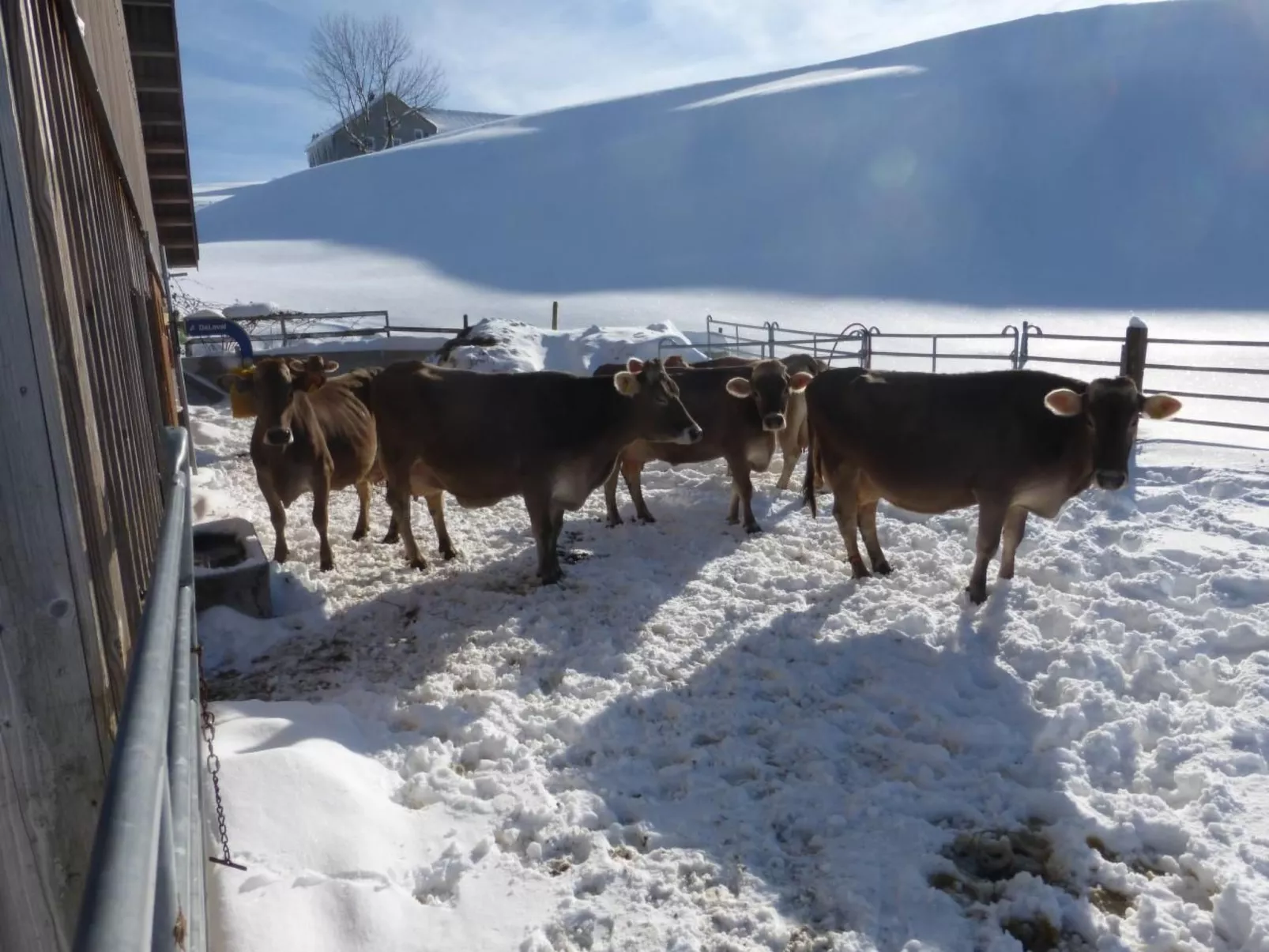 Ferienhof-Barenegg-Image-tags.info