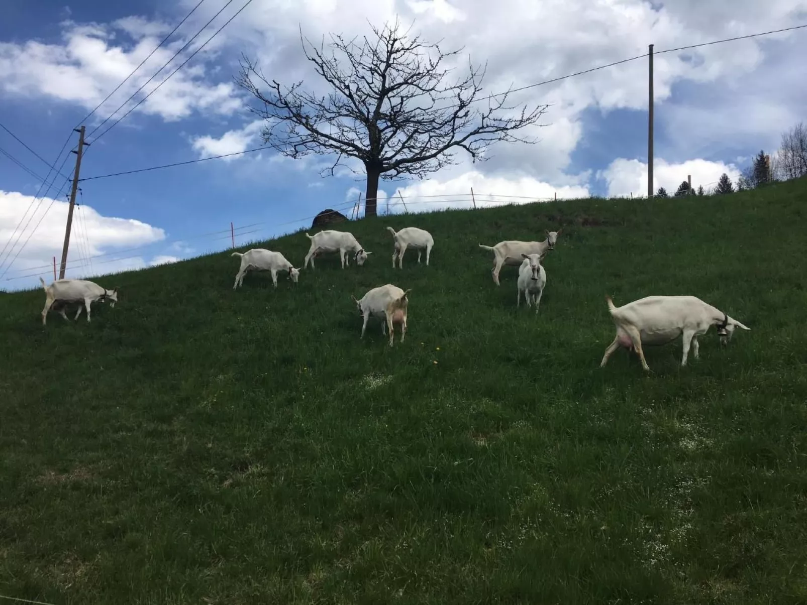 Chalet Park-Draußen