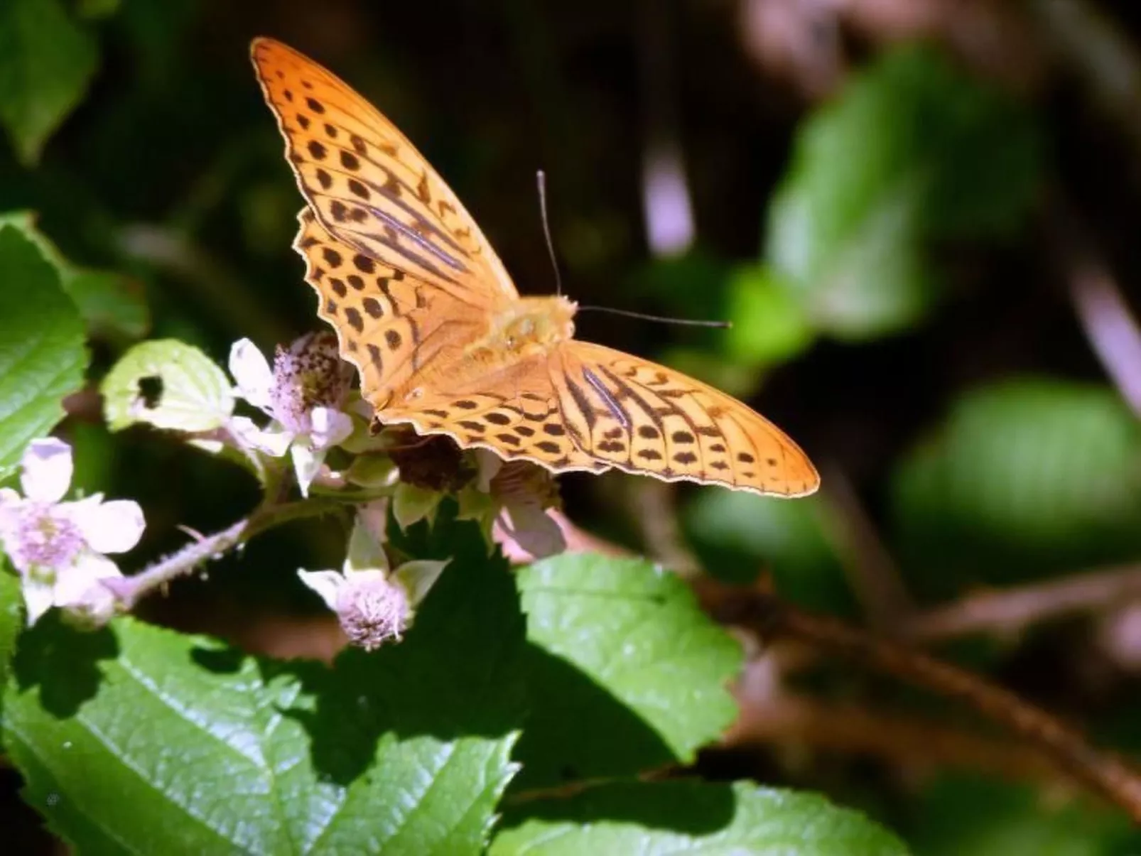 Iris 1-Image-tags.info