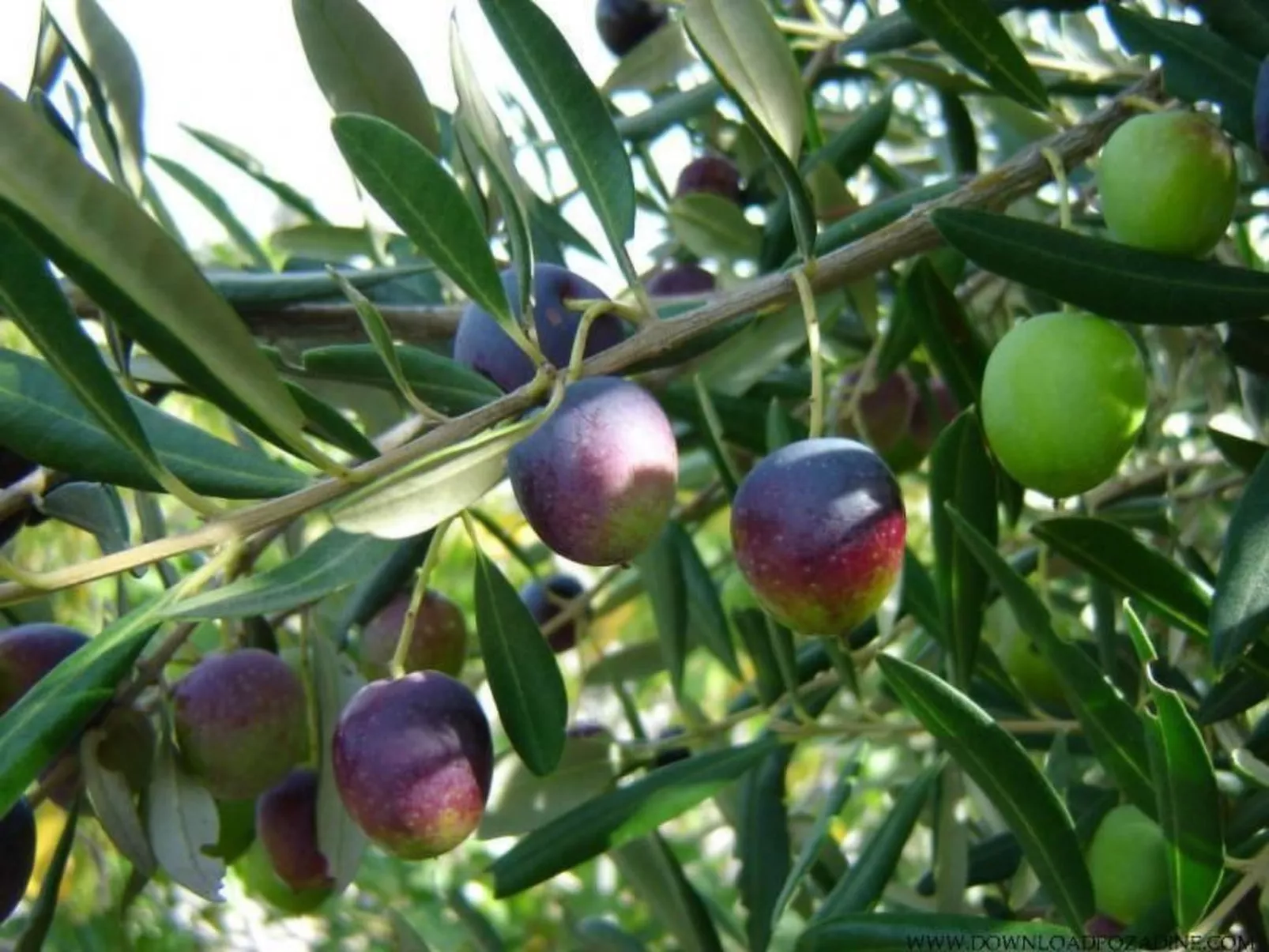 "Peaceful Paradise"-Dehors